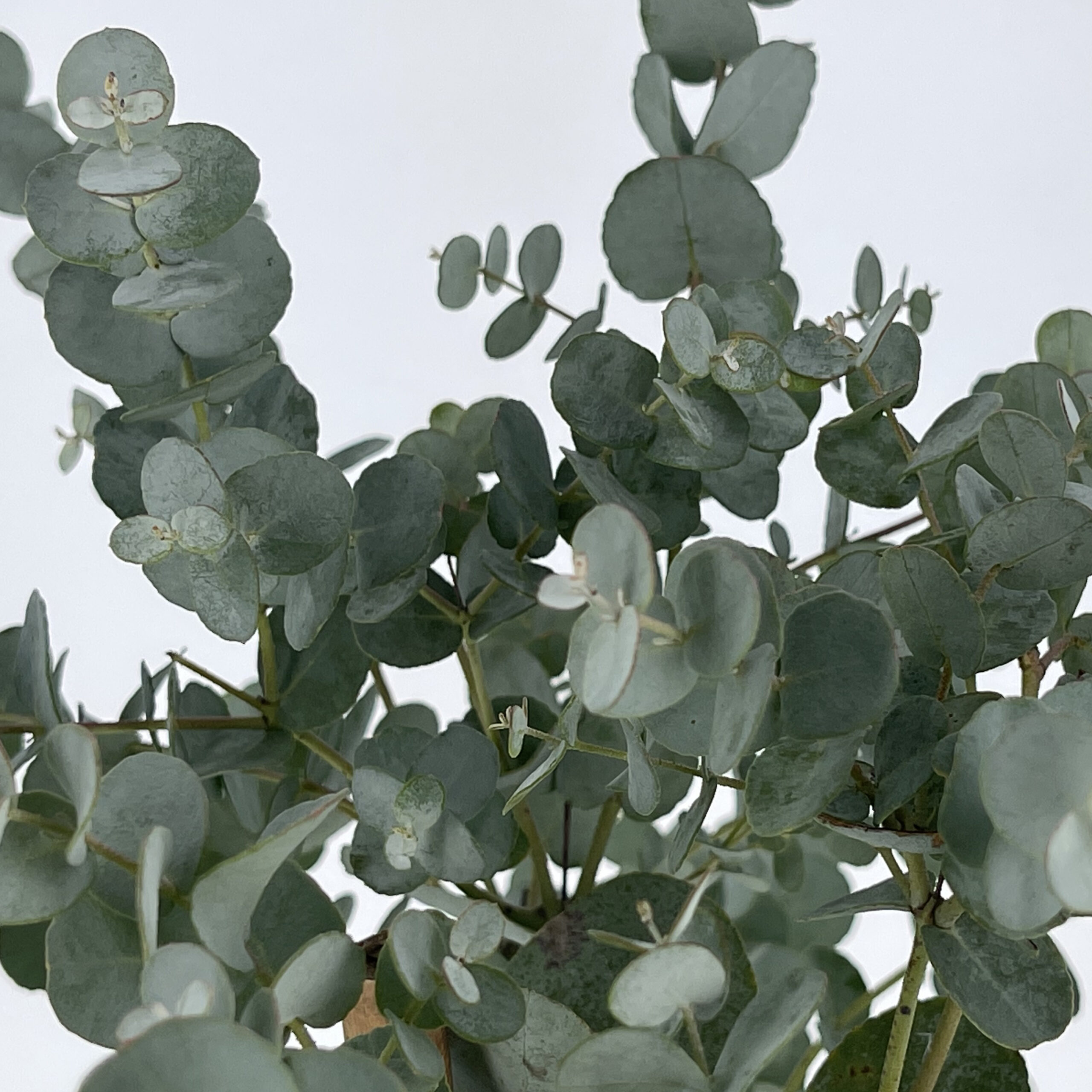 PTG-EucalyptusGunniiAlberello-v15-h75-part2