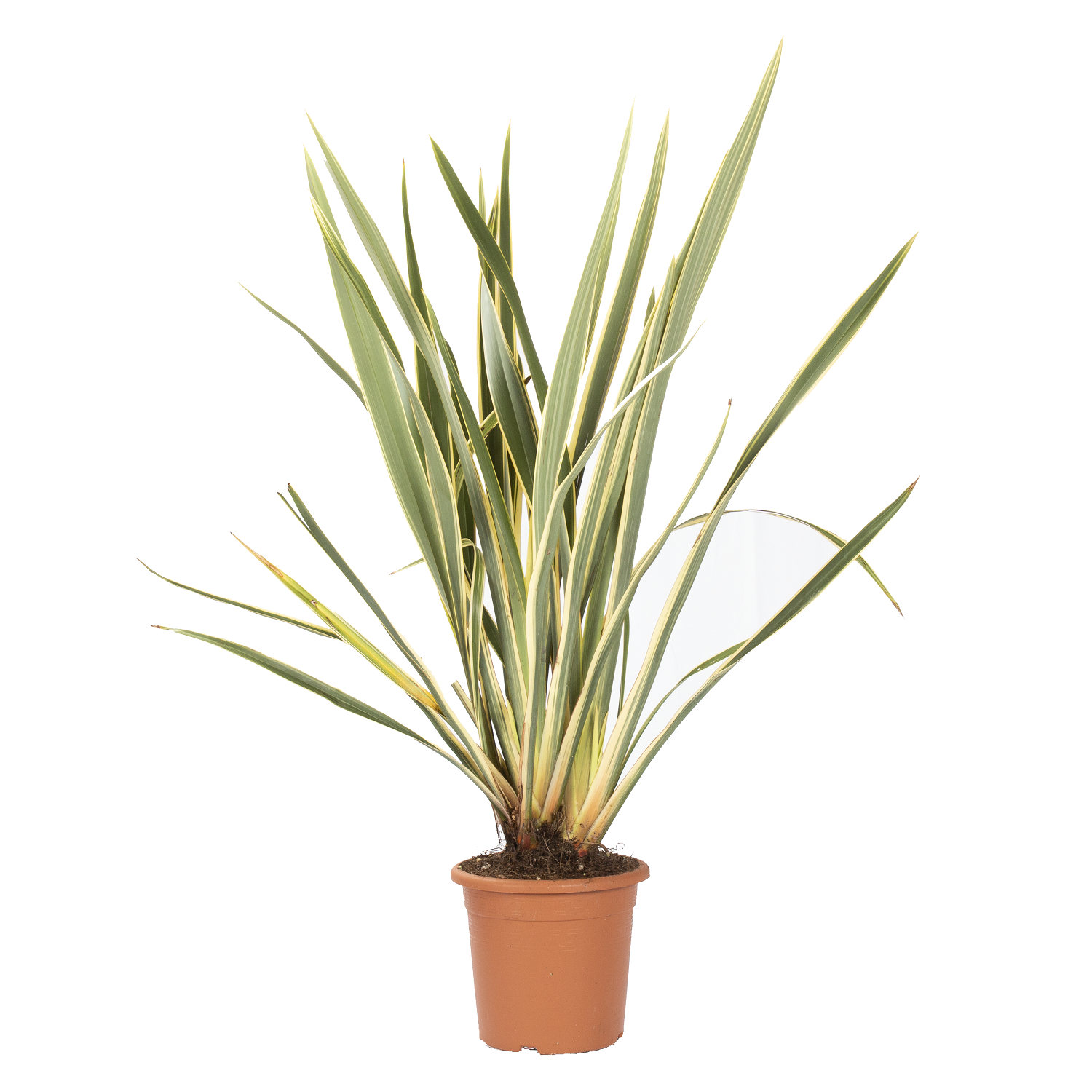 Phormium senza logo