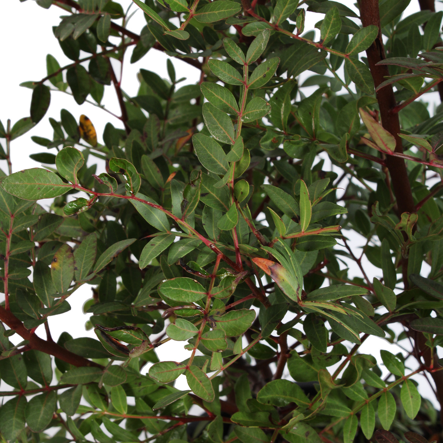Pistacia Lentiscus vaso 24 (1).JPG