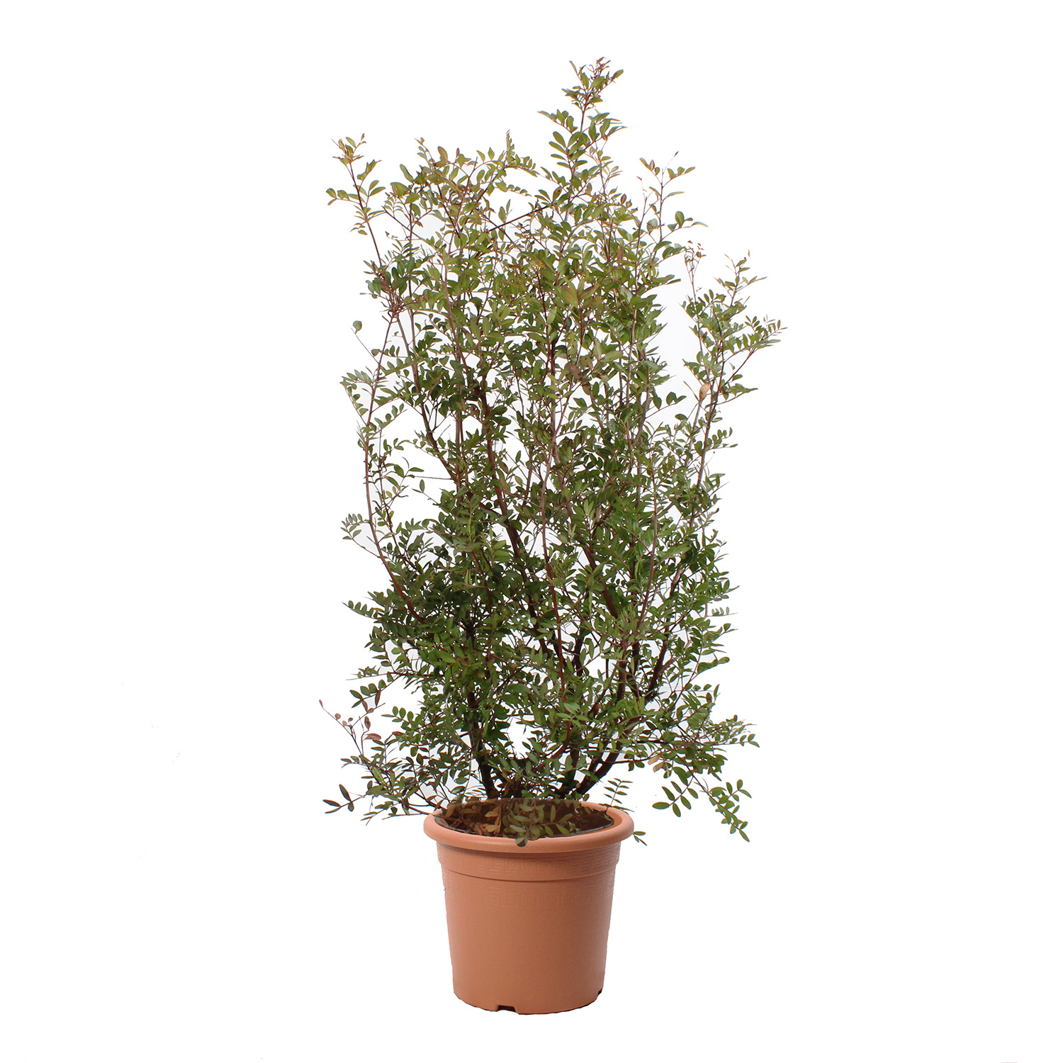 Pistacia Lentiscus vaso 24 (2).JPG