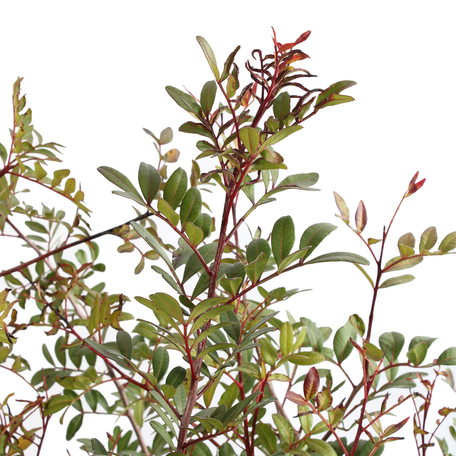 Pistacia Lentiscus vaso 24 (4).JPG
