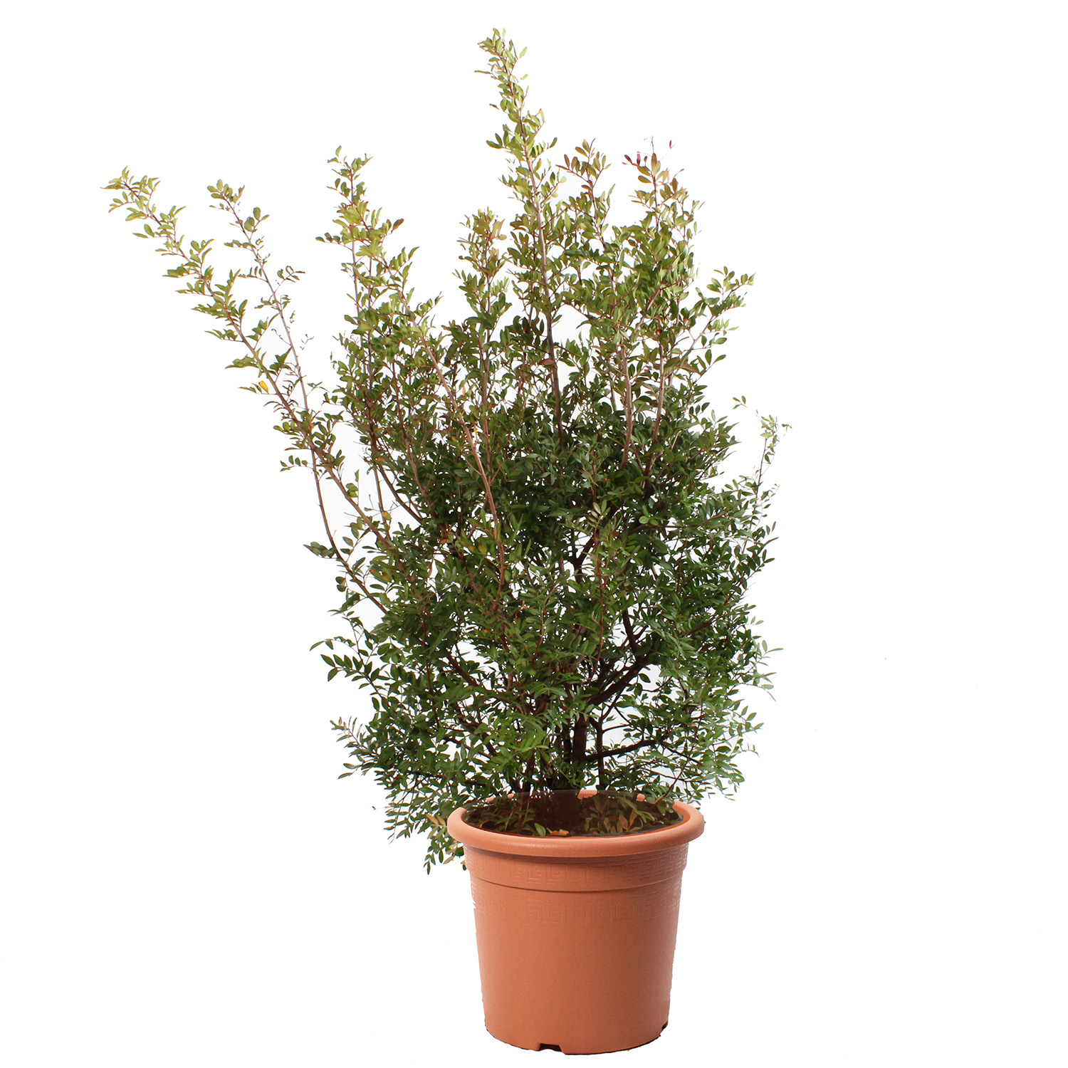 Pistacia lentiscus vaso 30 (2).JPG