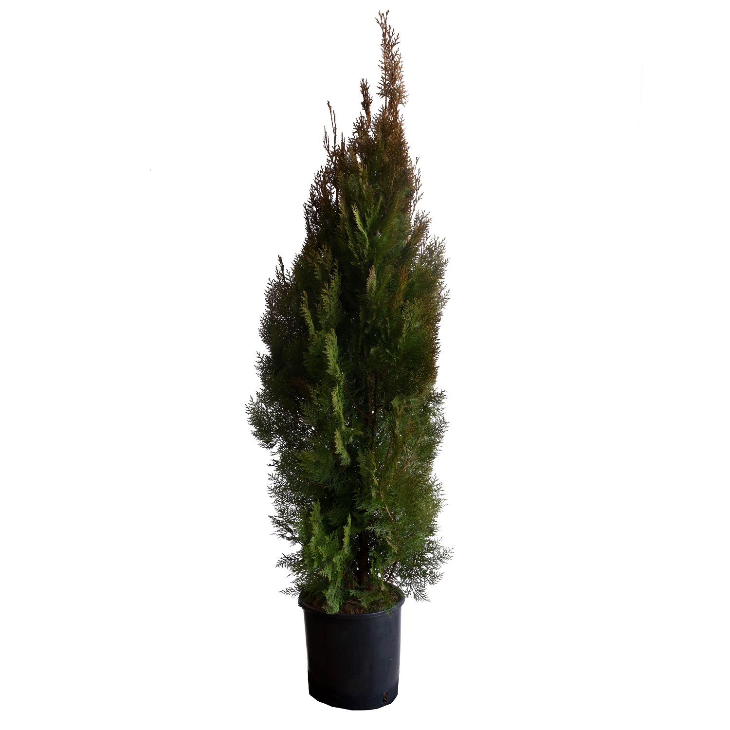 Thuja orientalis pyramidalis aurea_Vaso 24
