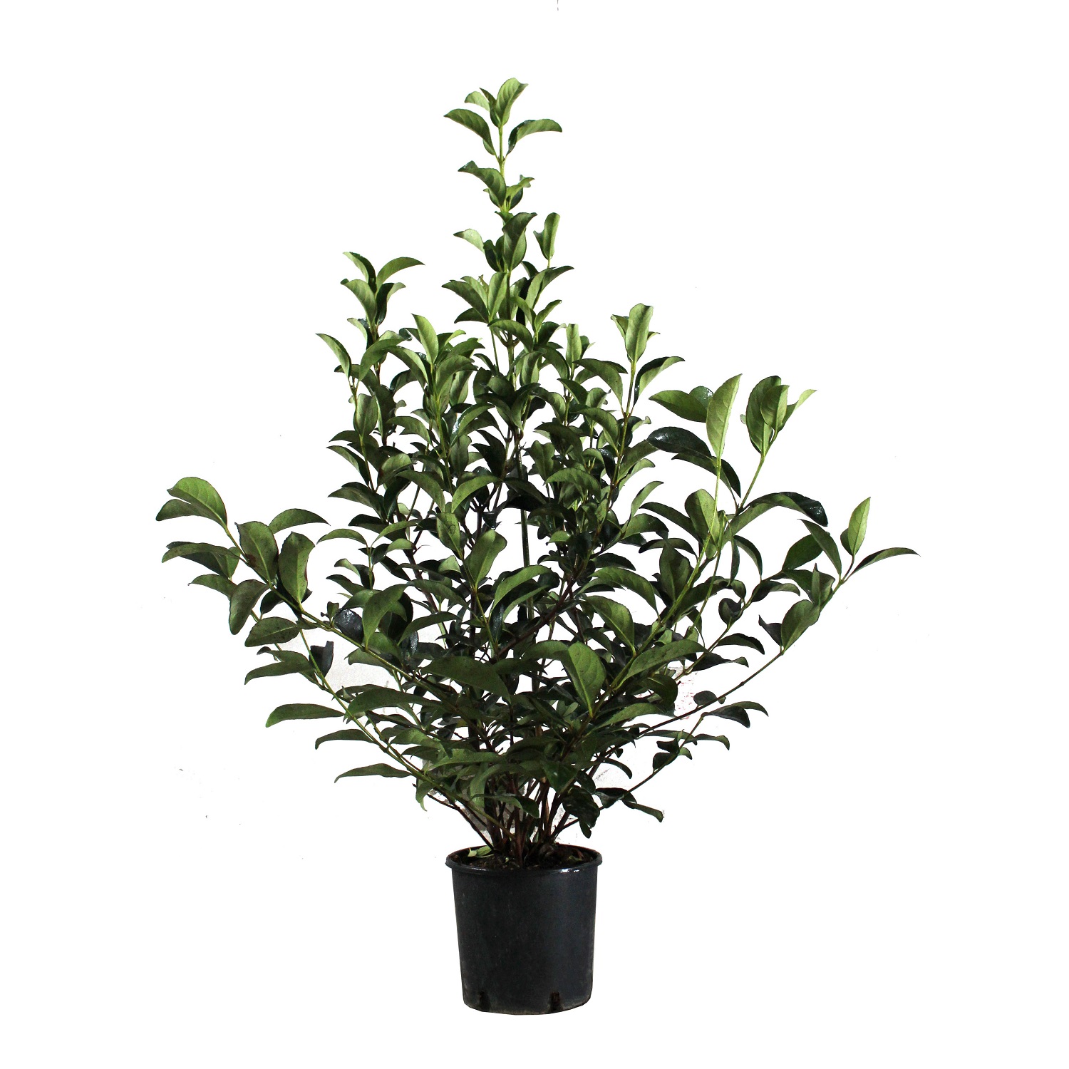 Viburnum Lucidum C10_Vaso 24