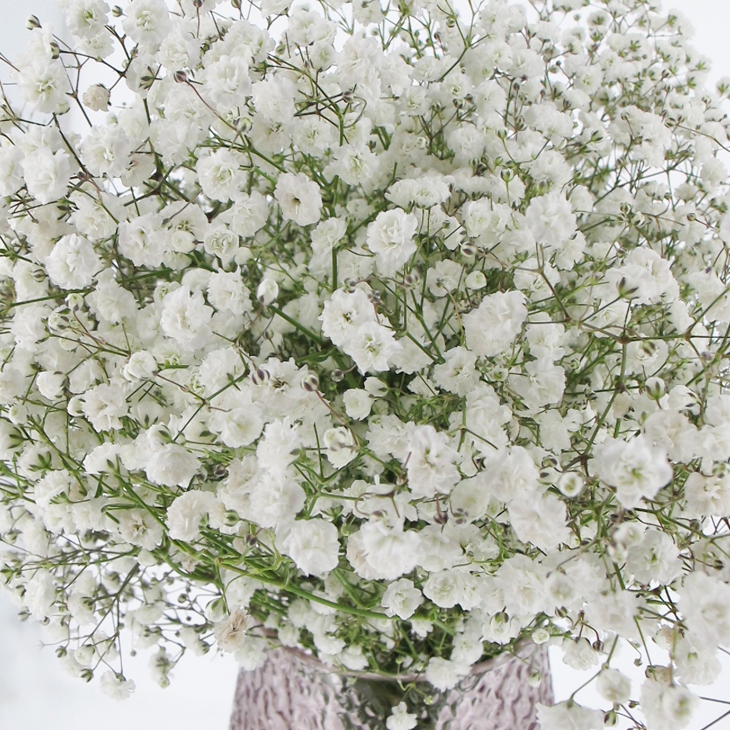 PTG-Bouquet-15steli-gypsophila-0001_0000_Livello 6