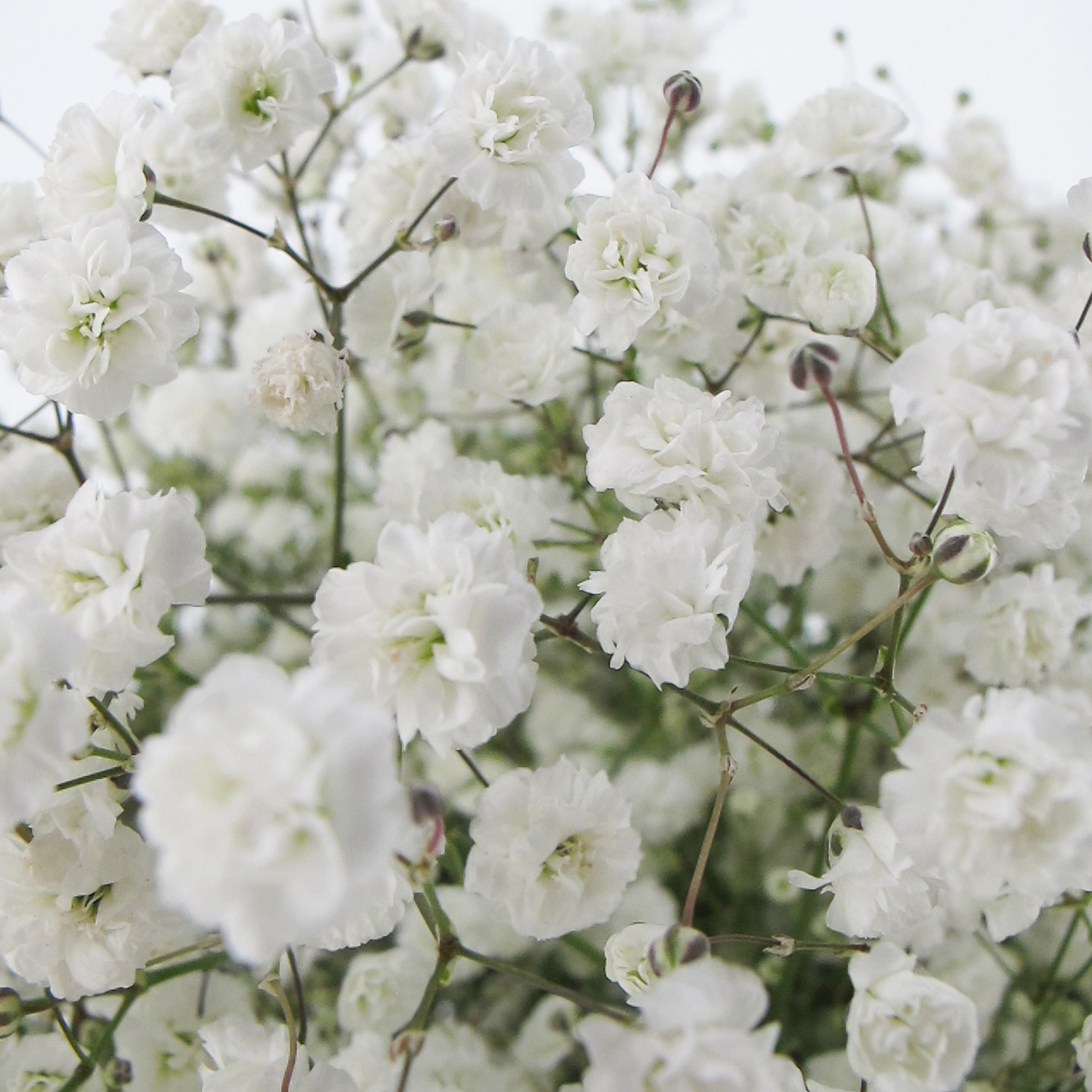 PTG-Bouquet-15steli-gypsophila-0001_0001_Livello 5