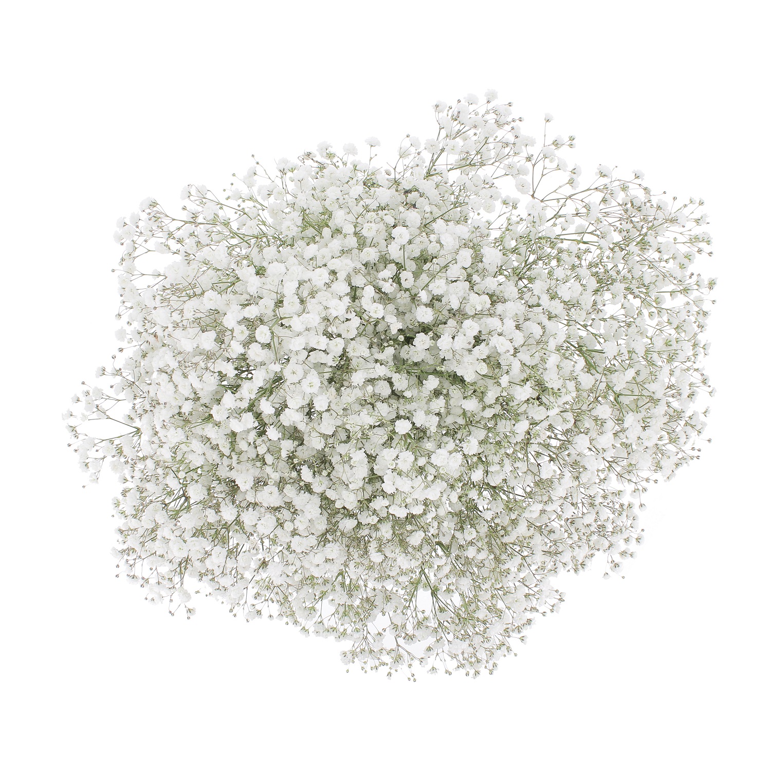 PTG-Bouquet-15steli-gypsophila-0001_0002_Livello 4