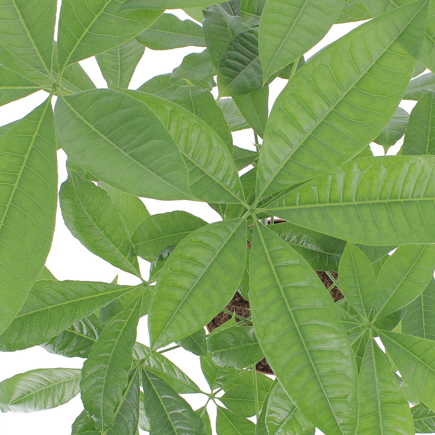 PTG-Pachira-Aquatica-v17-h70_sopra