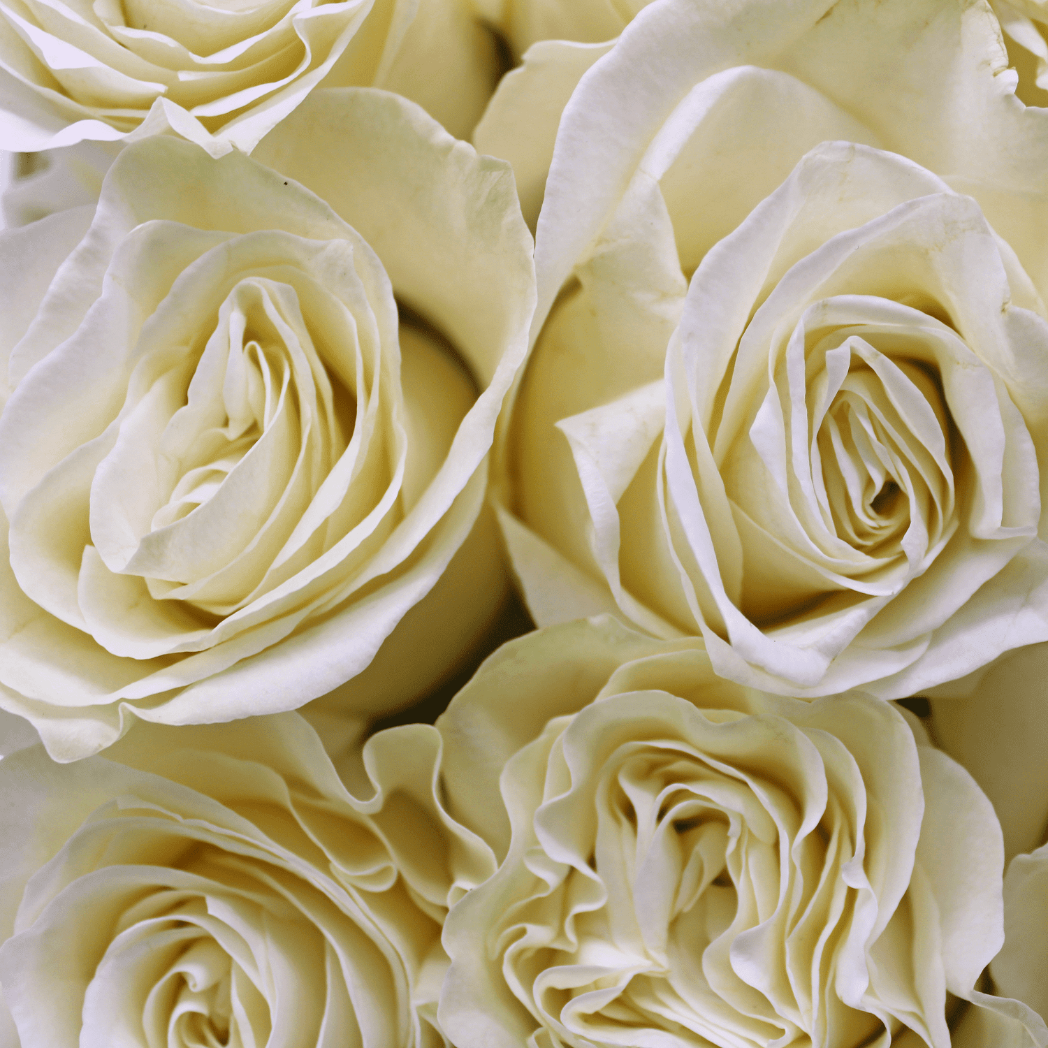 Scatola nera 9 rose bianche (1) (2)