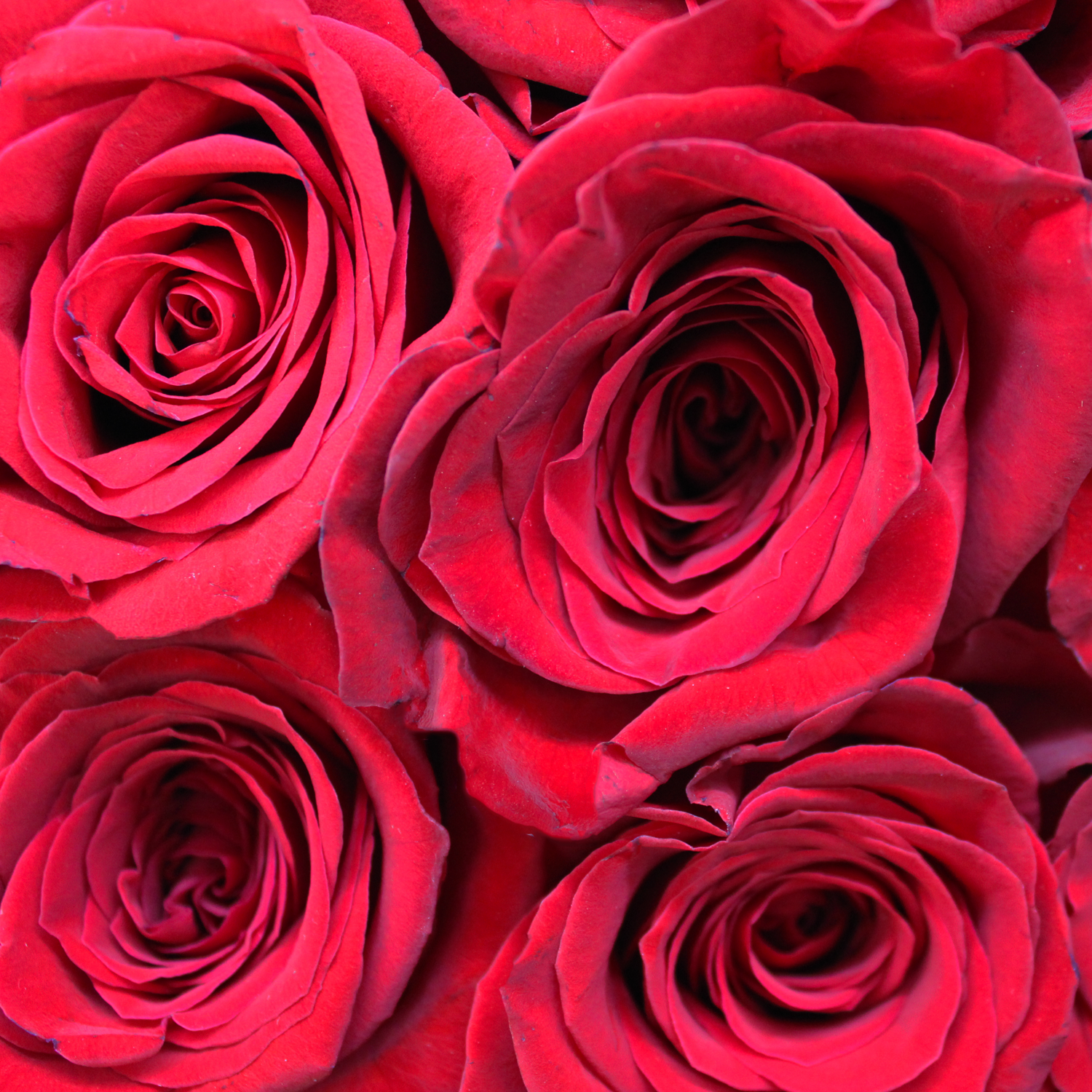 rose rosse