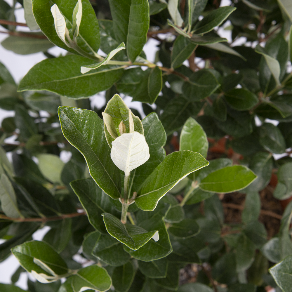 Acca dettaglio
