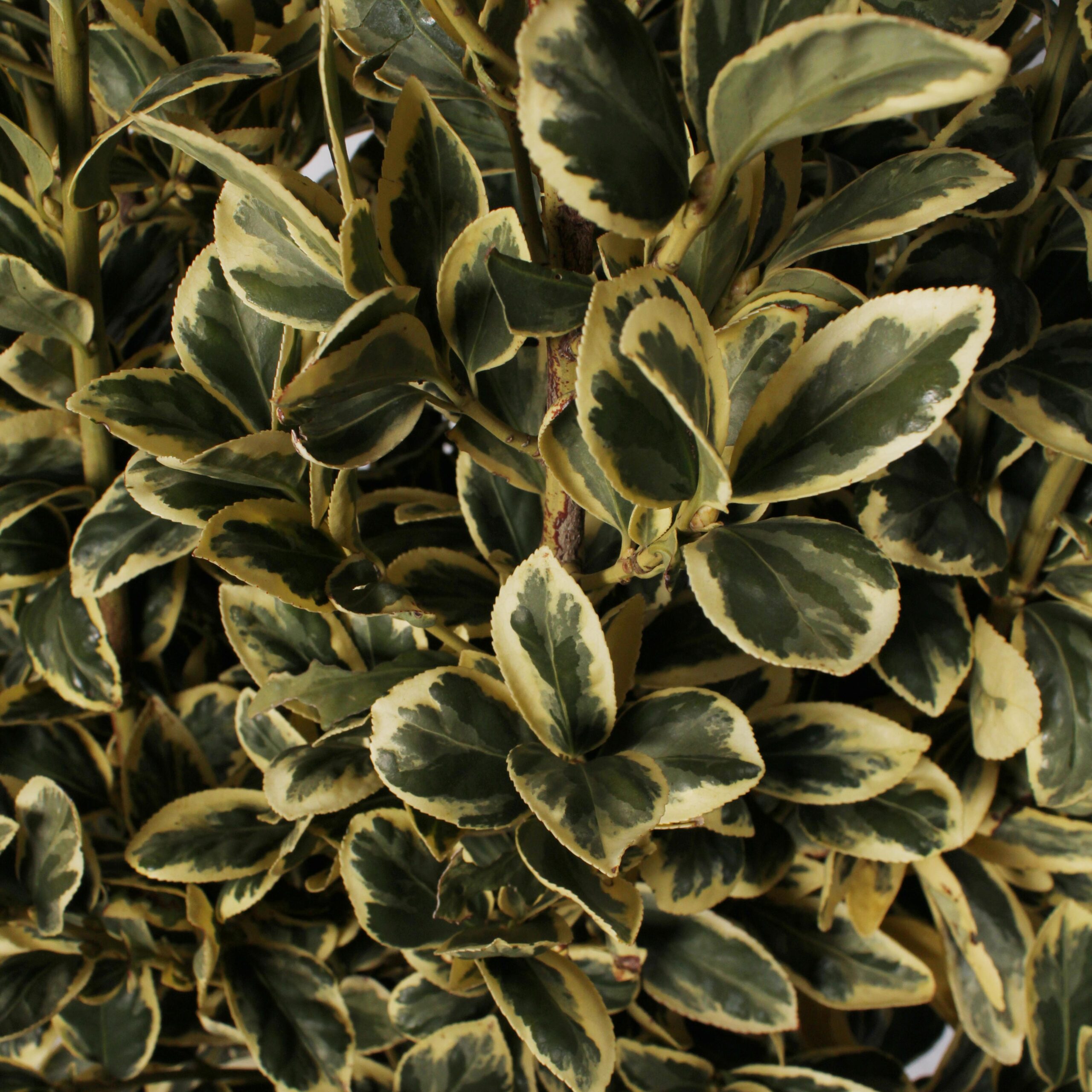 Euonymus Japonicus Bravo Vaso 30 (7)
