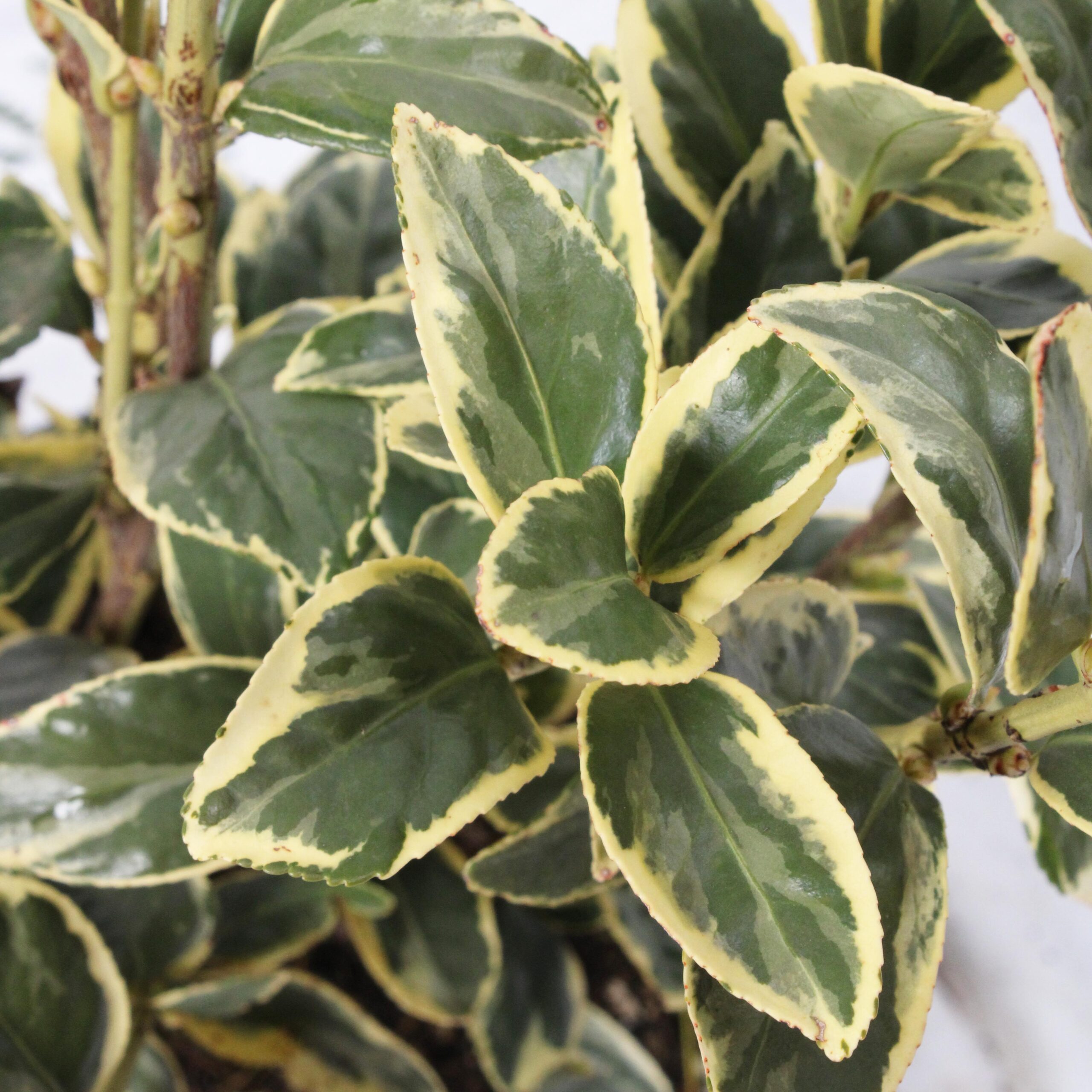 Euonymus Japonicus Bravo vaso 18 (1)