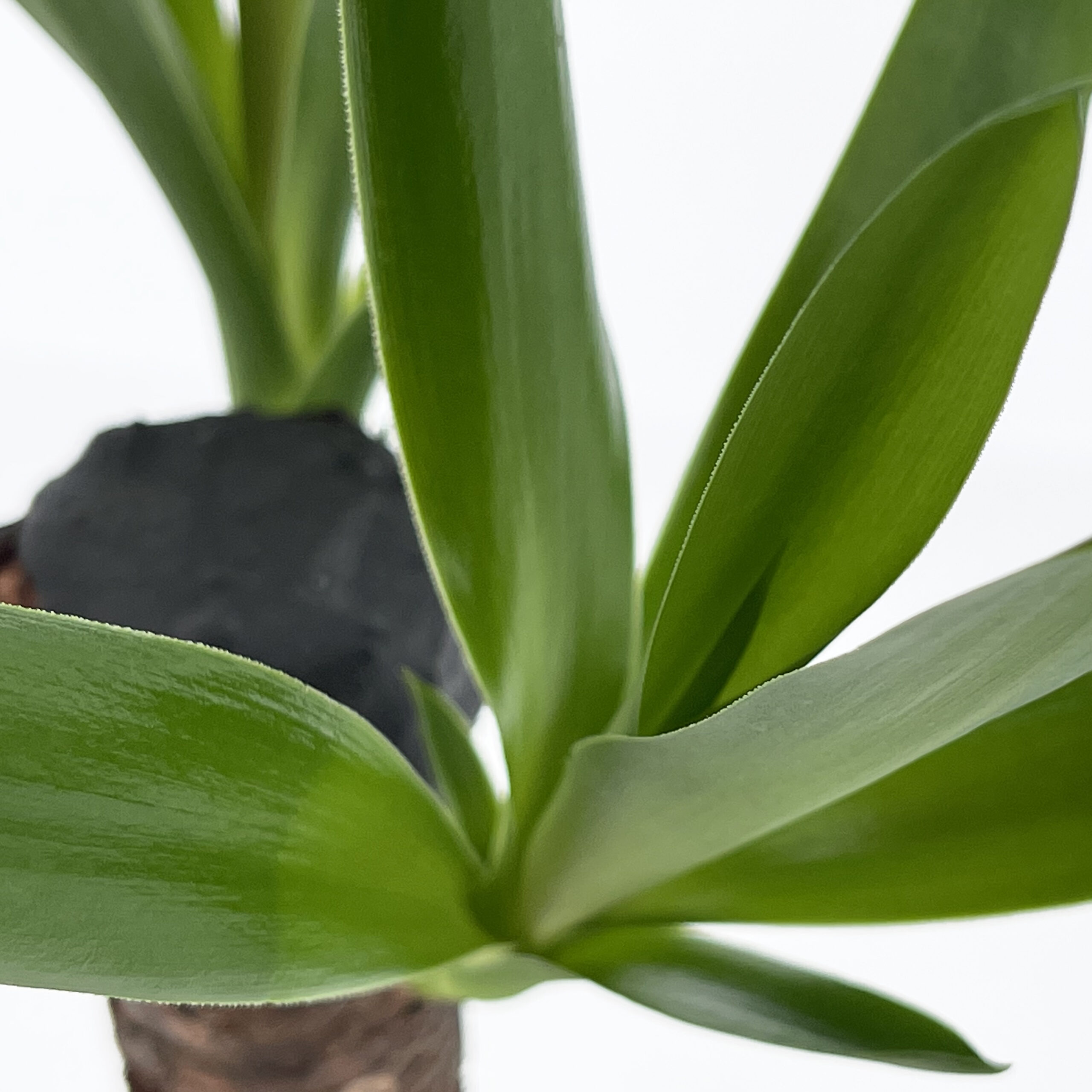 PTG-Yucca-v14-h50-60_part1