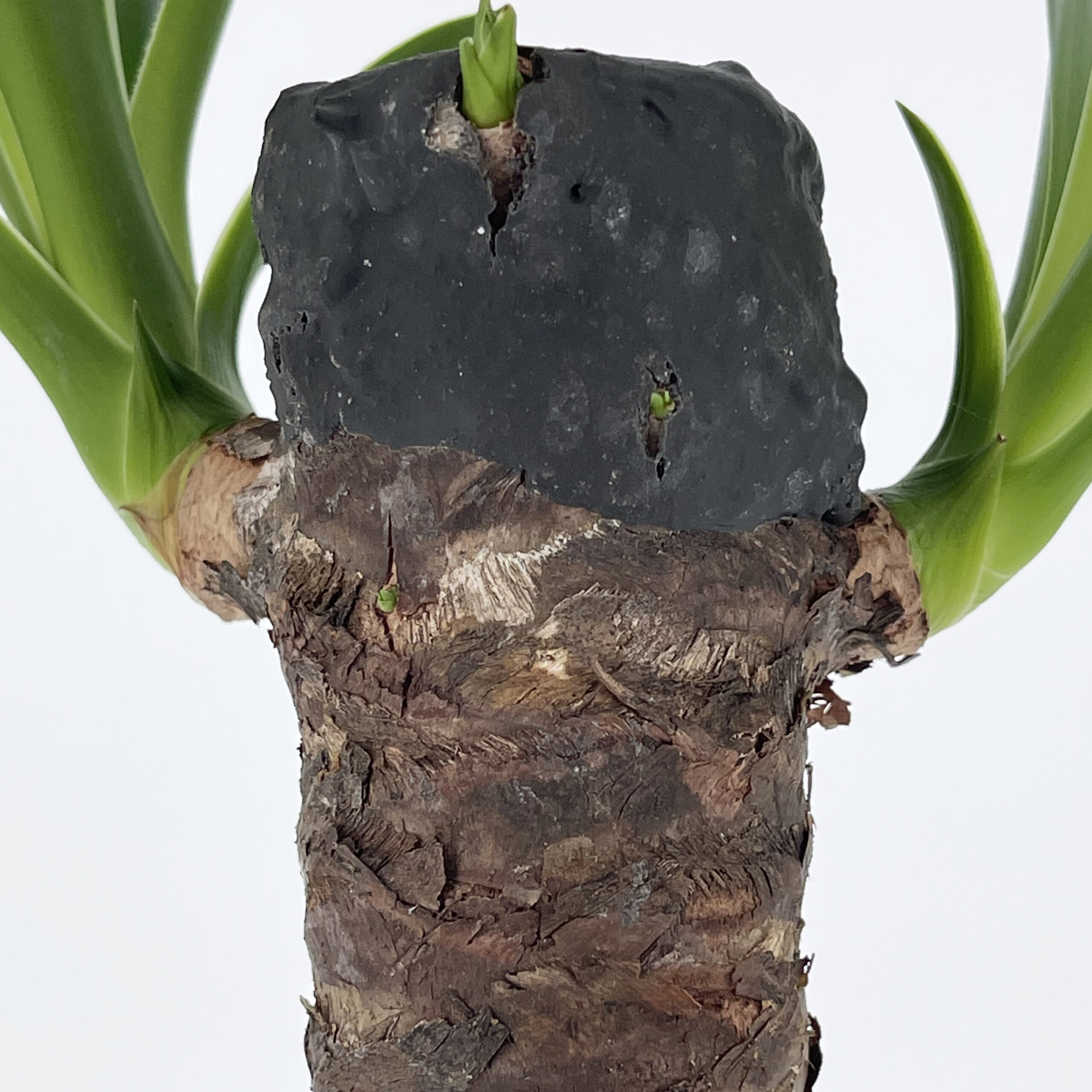 PTG-Yucca-v14-h50-60_part2