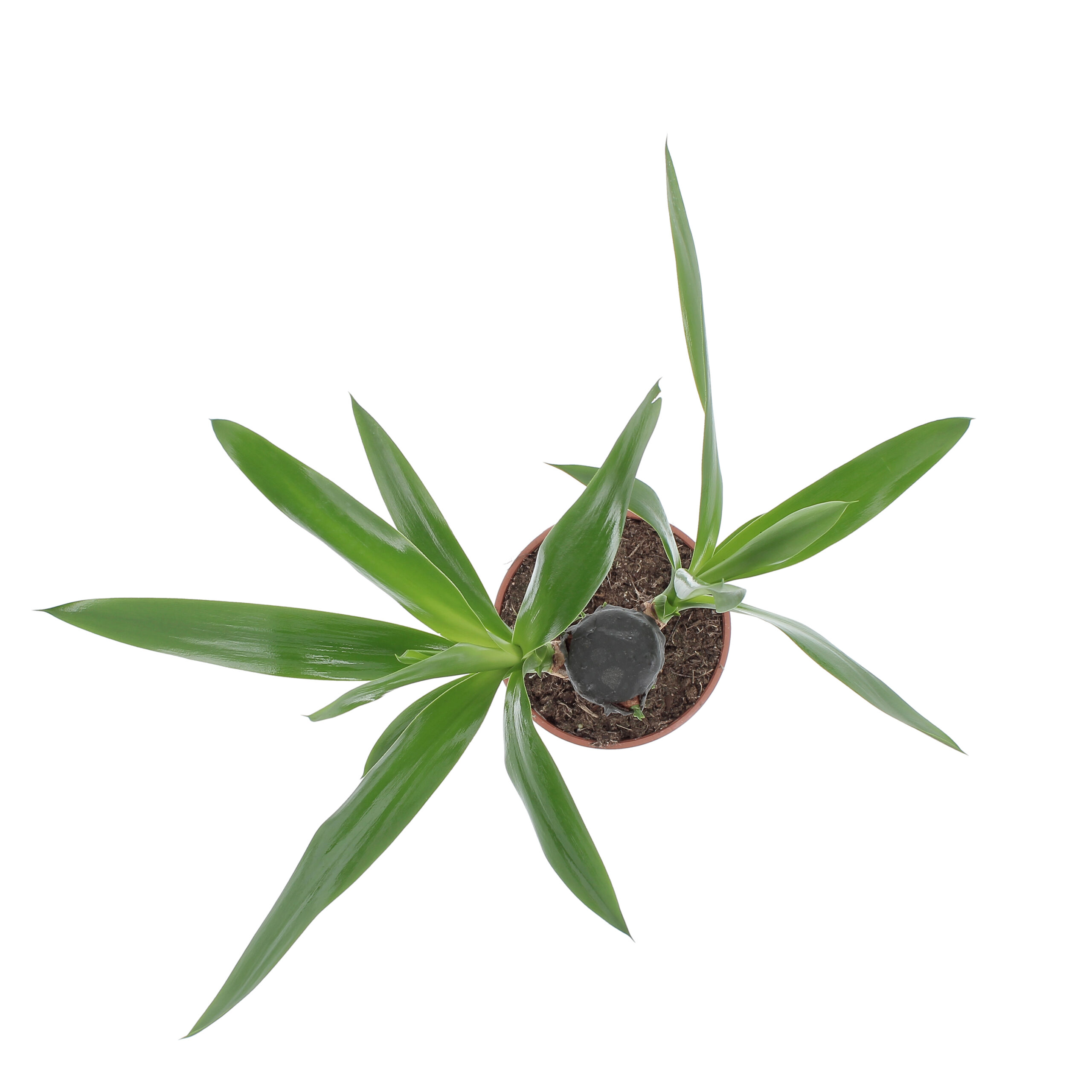 PTG-Yucca-v14-h50-60_sopra