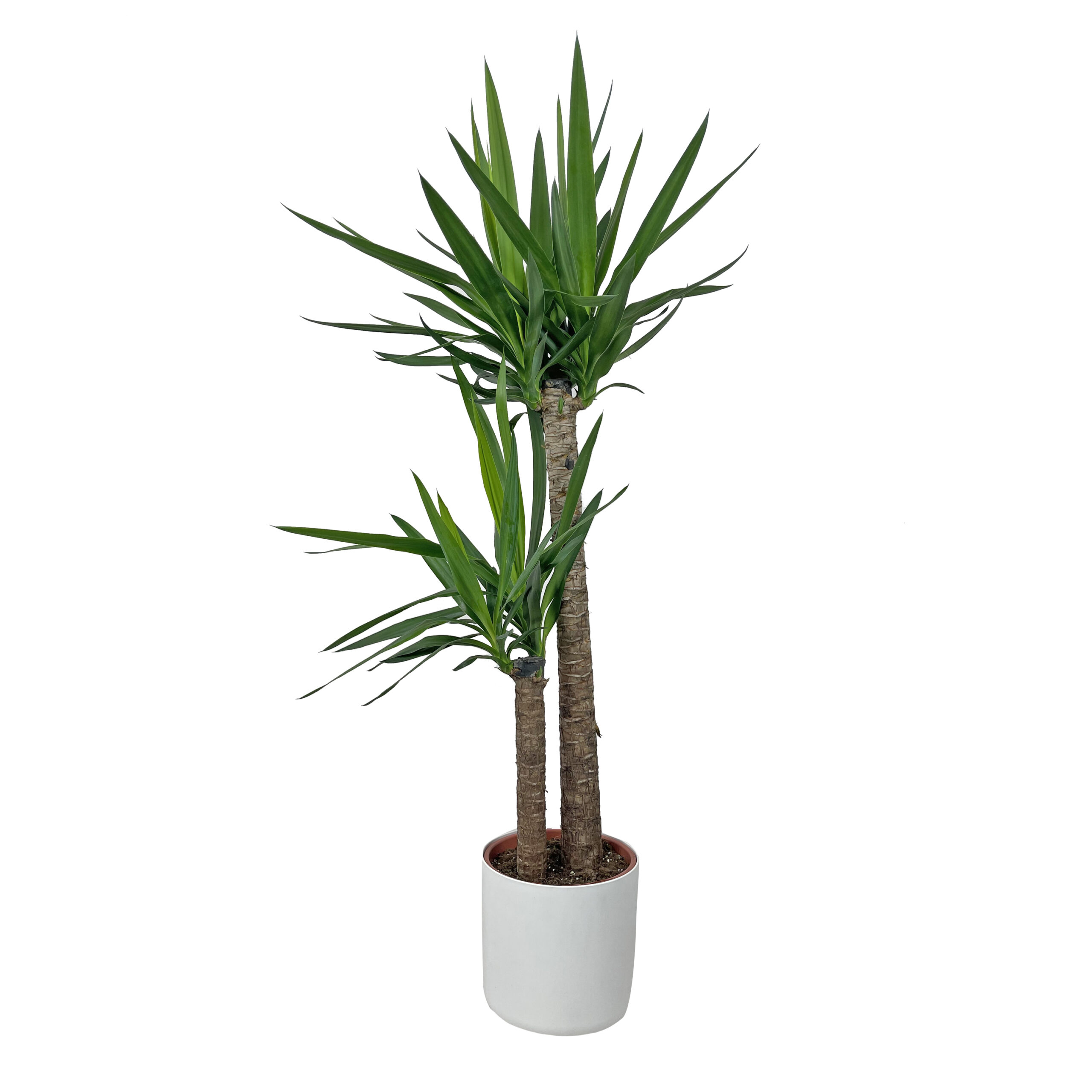 PTG-Yucca-v24-h135-145_elhoB-soft-round-white