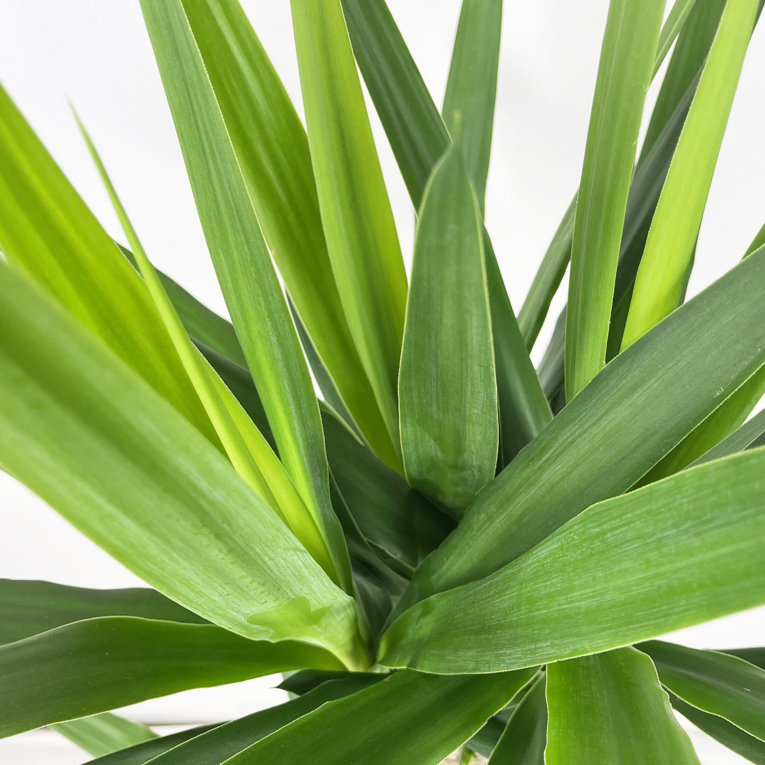 PTG-Yucca-v24-h135-145_part1