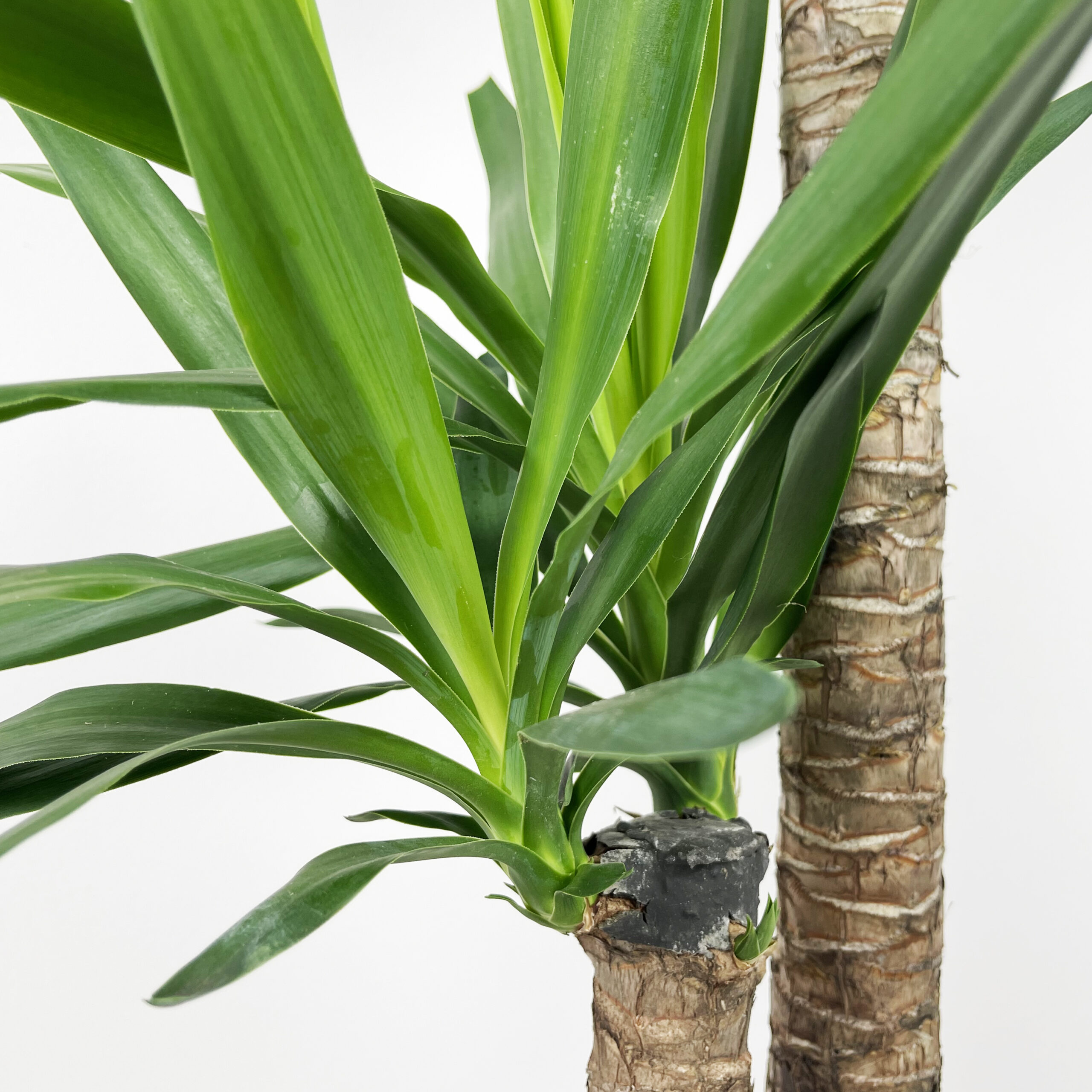 PTG-Yucca-v24-h135-145_part2