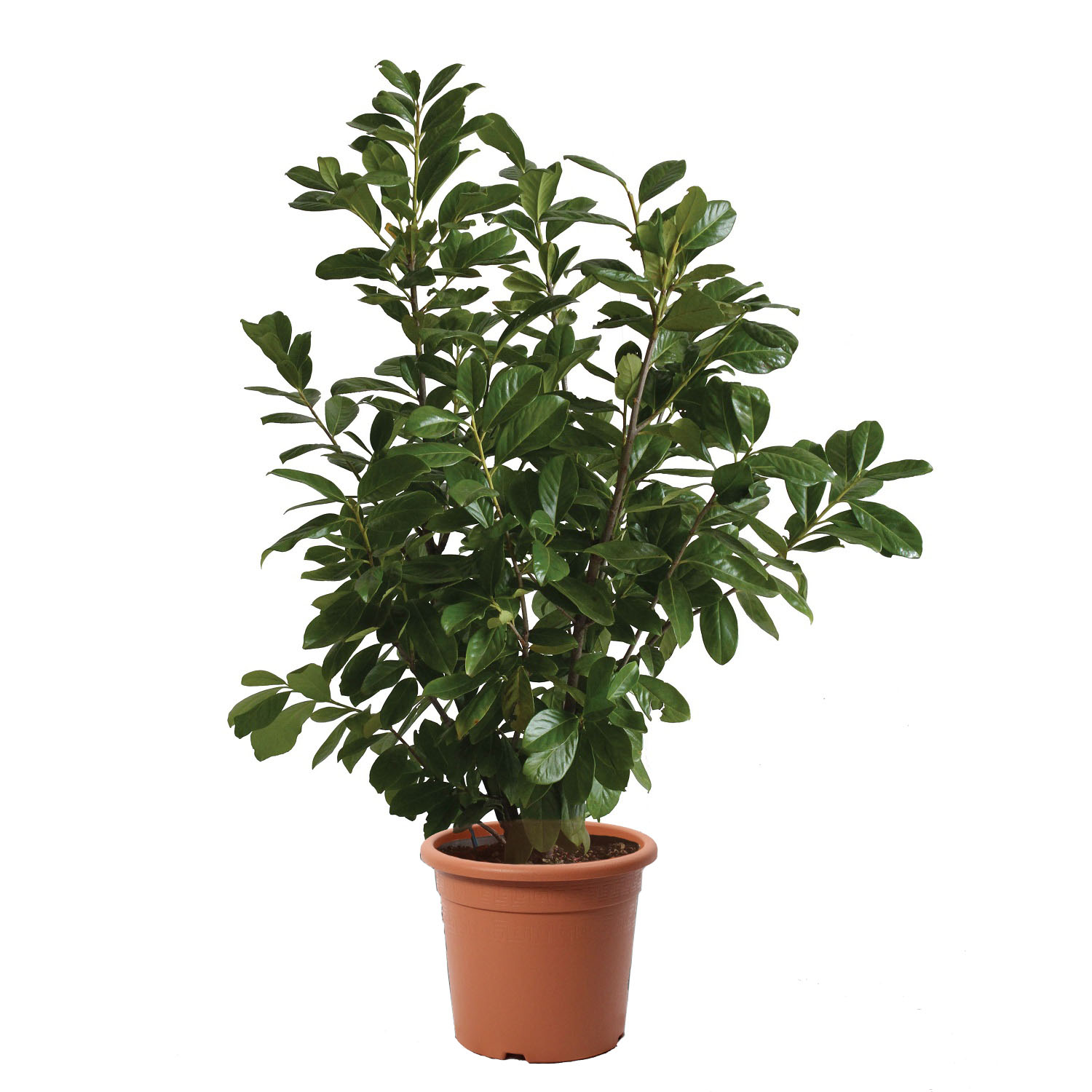 Prunus laurocer novita h70_80 clt18