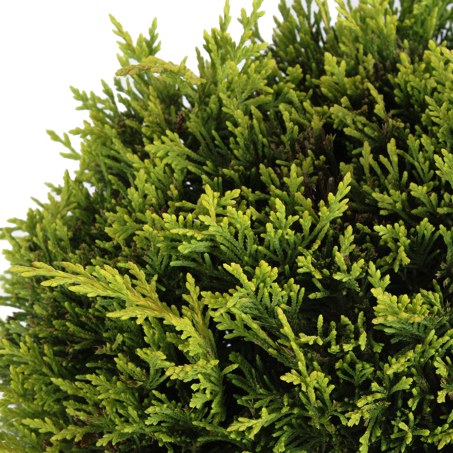 Cupressocyparis Leylandii Gold Rider vaso 30 3 palle (1).JPG