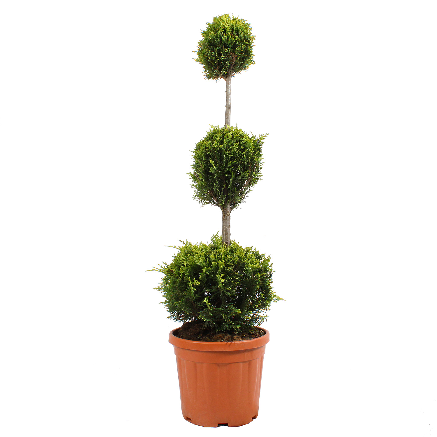 Cupressocyparis Leylandii Gold Rider vaso 30 3 palle (2).JPG