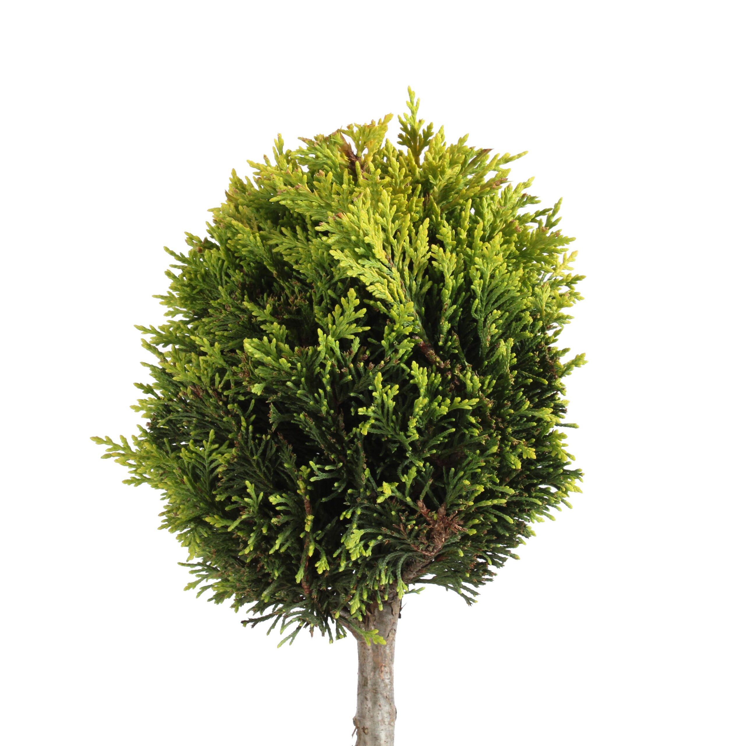 Cupressocyparis Leylandii Gold Rider vaso 30 3 palle (3)