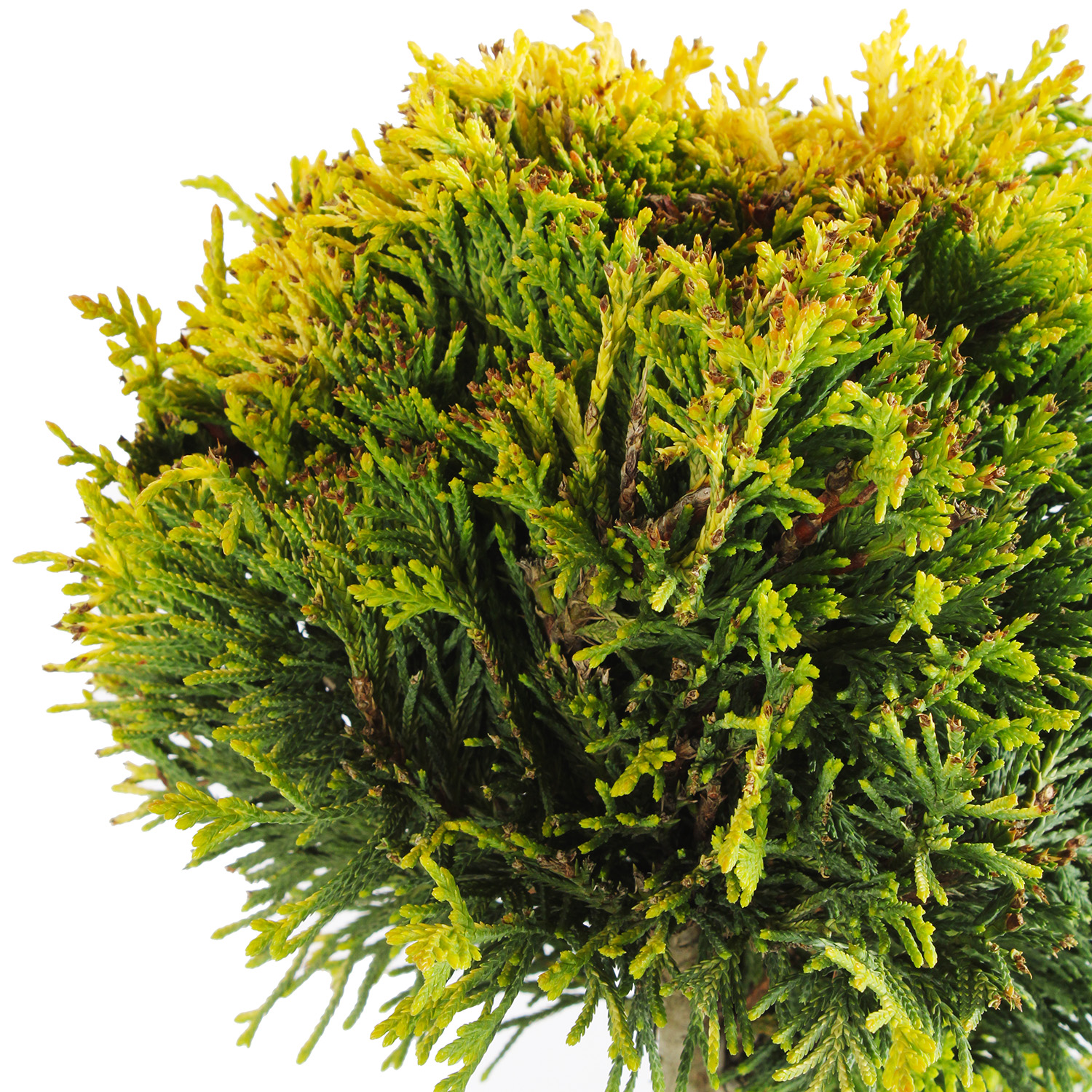 Cupressocyparis Leylandii Gold Rider vaso 30 pompon (1).JPG