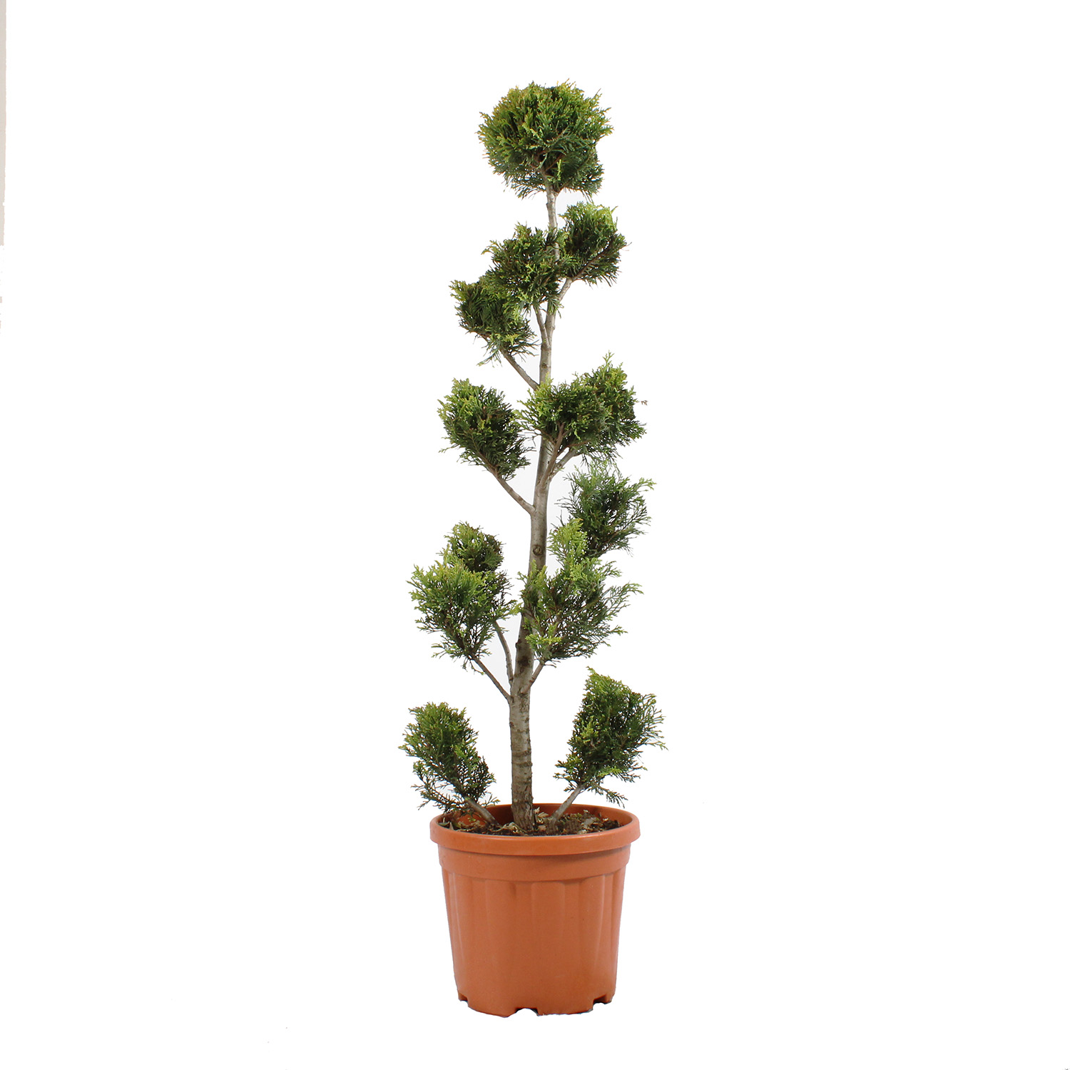 Cupressocyparis Leylandii Gold Rider vaso 30 pompon (3).JPG