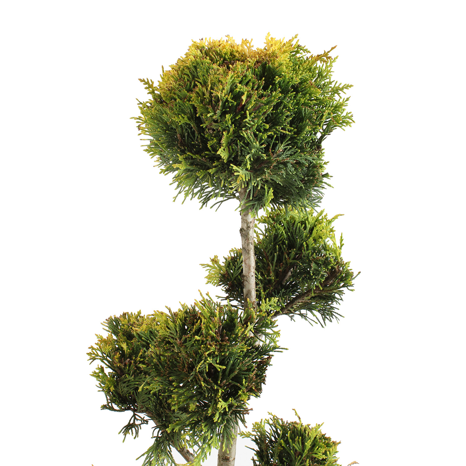 Cupressocyparis Leylandii Gold Rider vaso 30 pompon (4).JPG