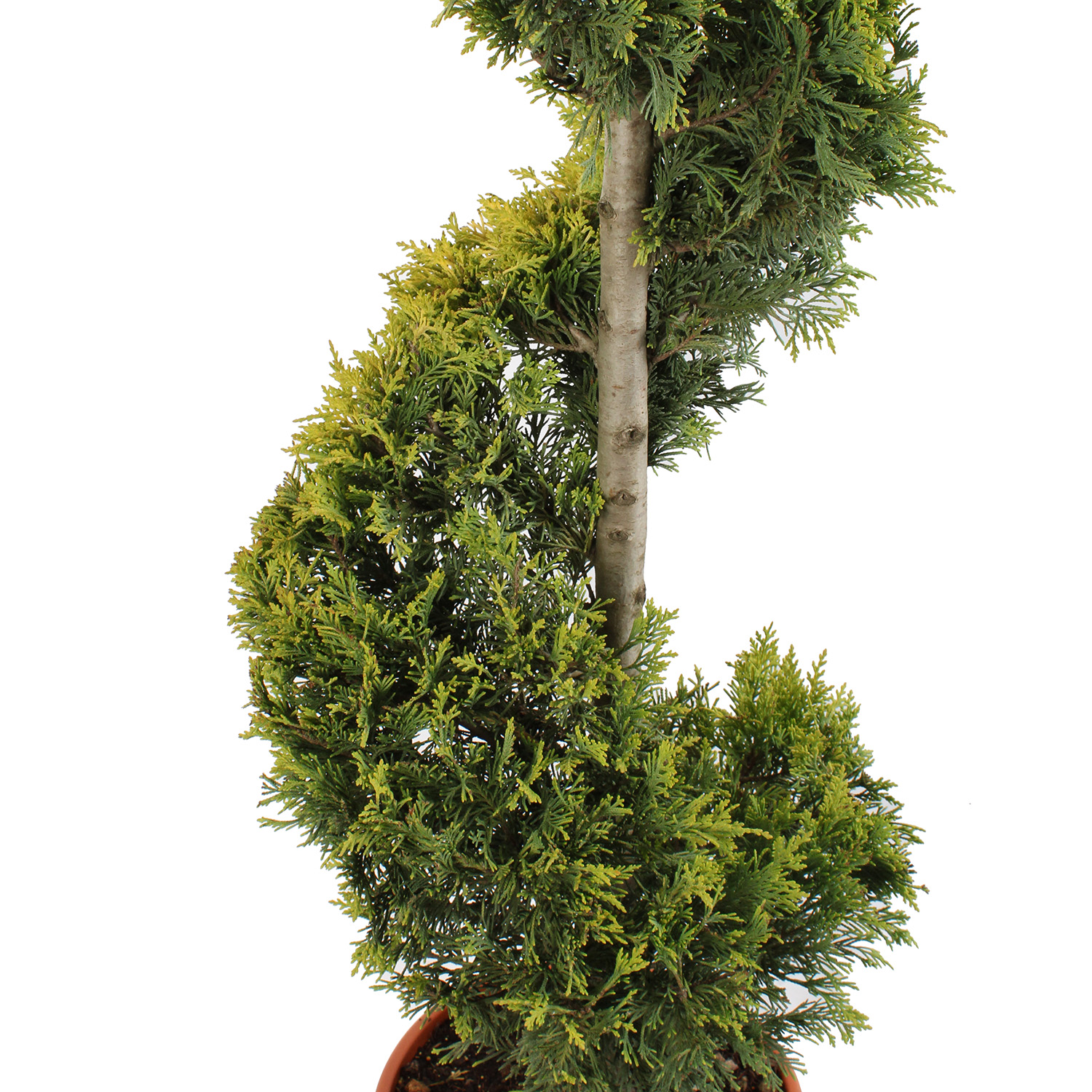Cupressocyparis Leylandii Gold Rider vaso 30 spirale (1).JPG