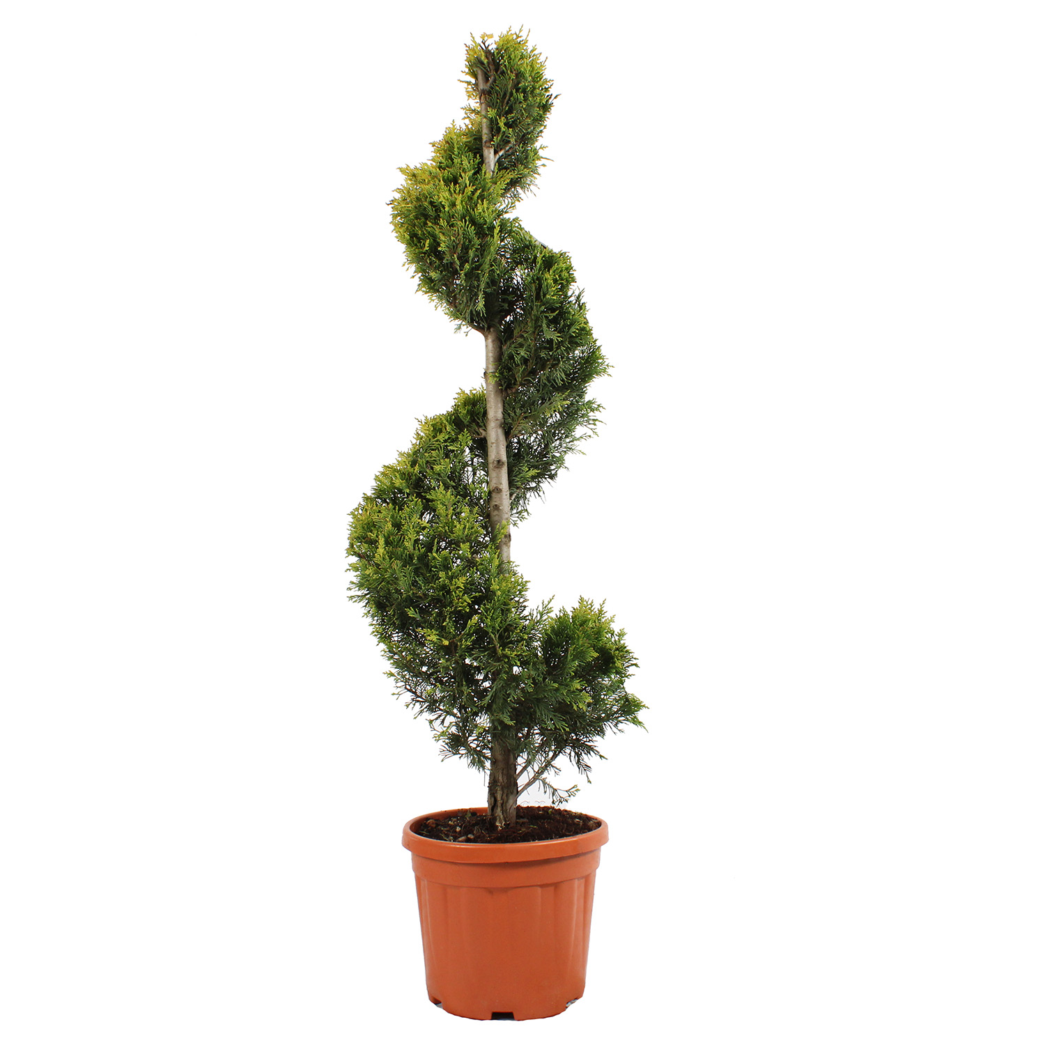 Cupressocyparis Leylandii Gold Rider vaso 30 spirale (3).JPG