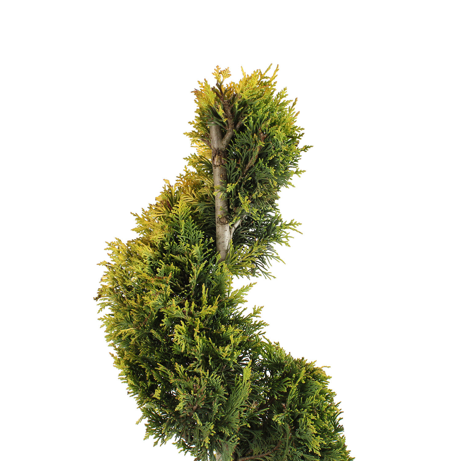 Cupressocyparis Leylandii Gold Rider vaso 30 spirale (4).JPG