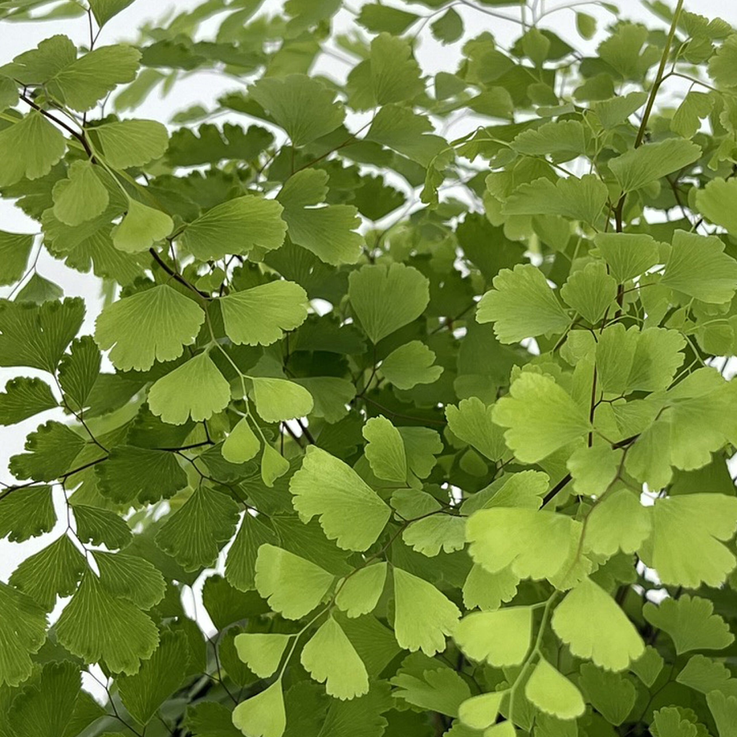 PTG-AdiantumRaddianumFragrans-v14-h35_part1