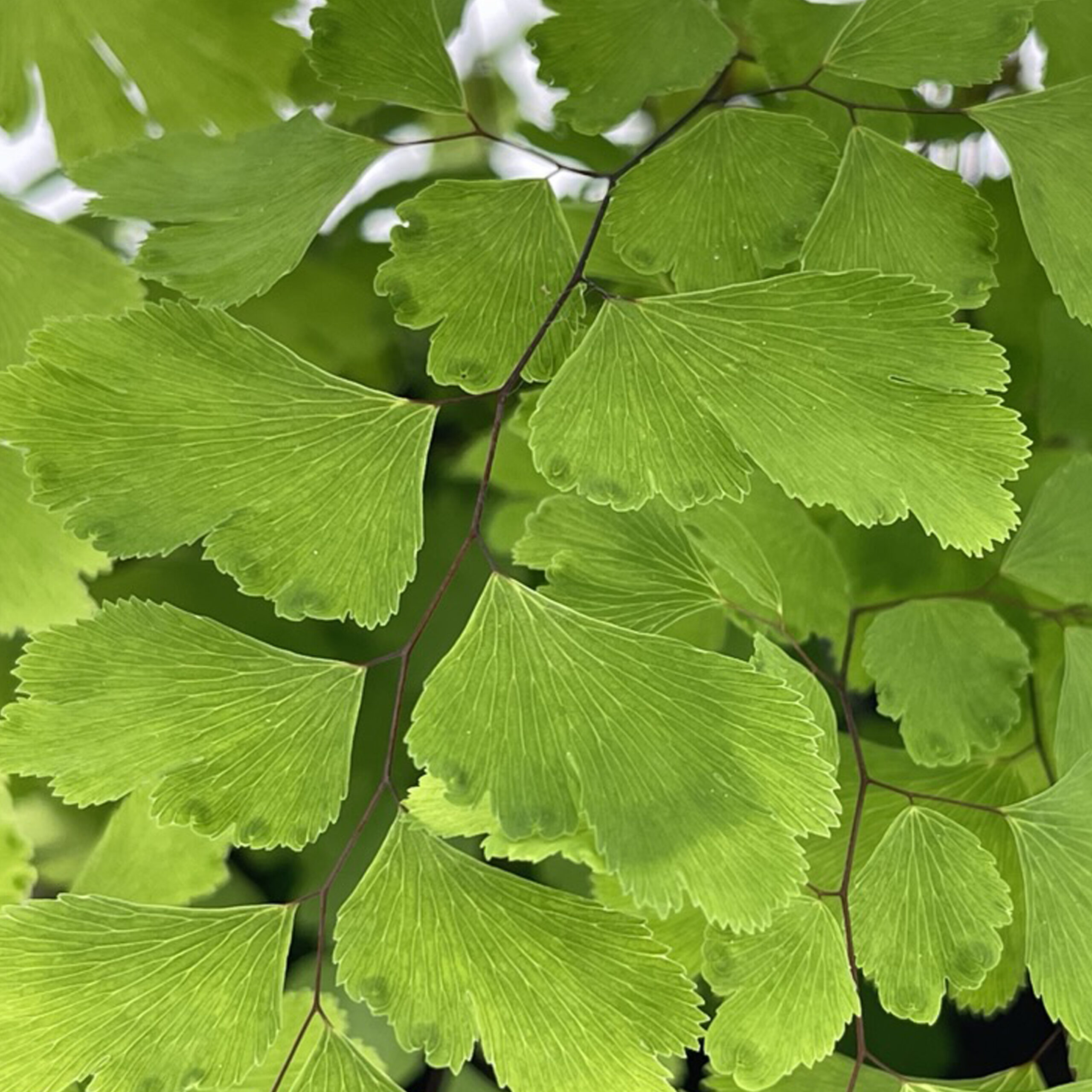 PTG-AdiantumRaddianumFragrans-v14-h35_part2