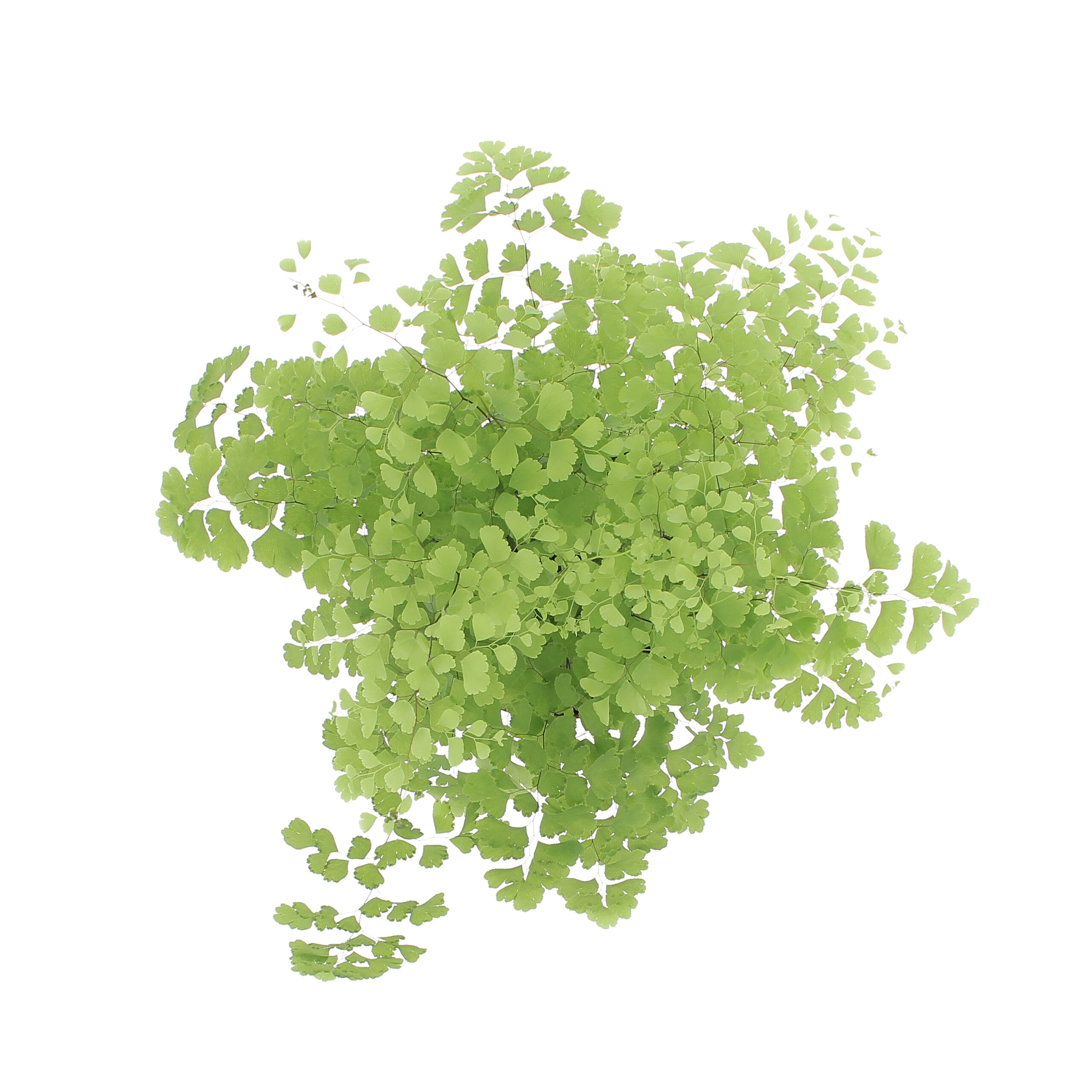 PTG-AdiantumRaddianumFragrans-v14-h35_sopra