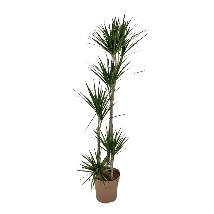 PTG-Dracaena Marginata-v30-h130_frontale