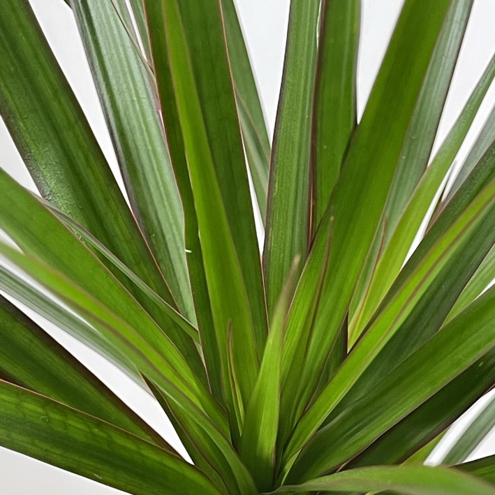 PTG-Dracaena Marginata-v30-h130_part1