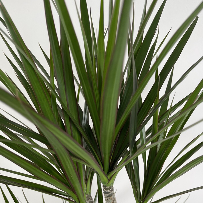 PTG-Dracaena Marginata-v30-h130_part2