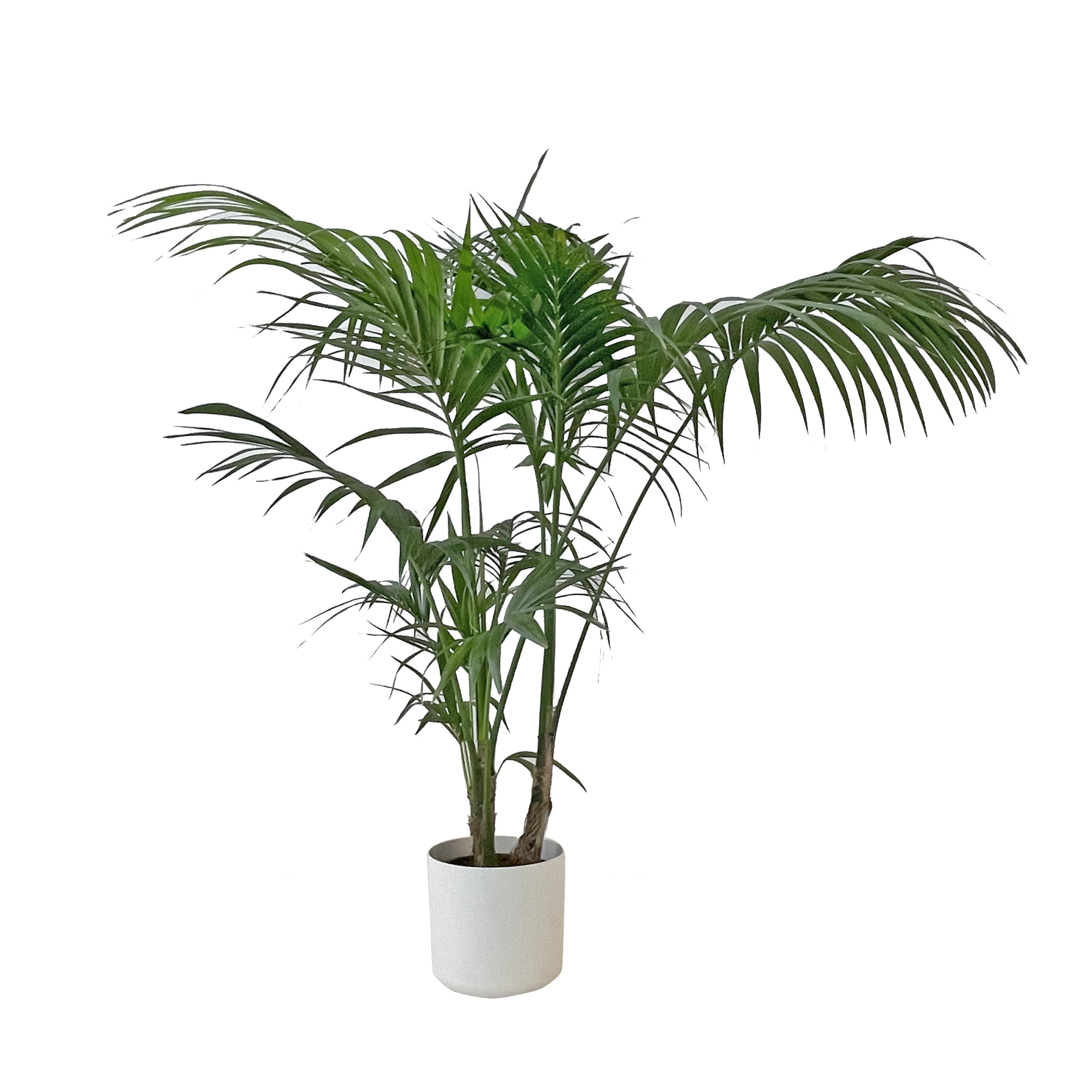 Kentia-v24_elhoB-soft-round-white