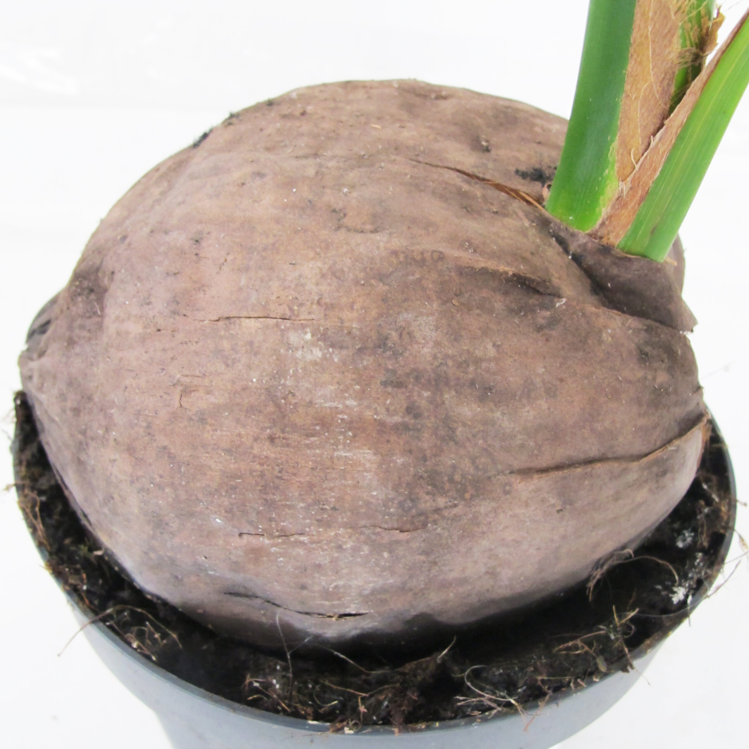 PTG-Cocco-Nucifera-v19-h120-130_part2