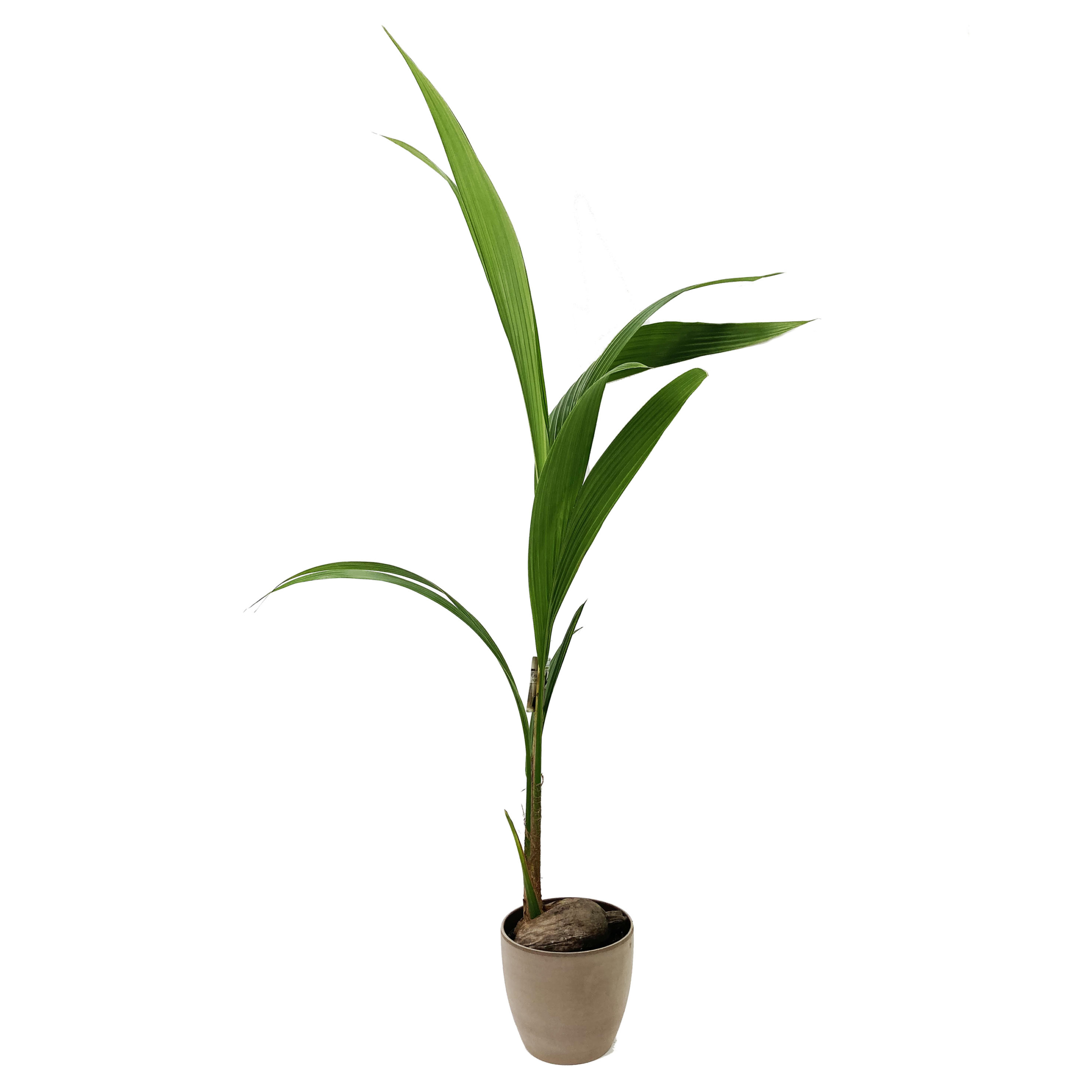 PTG-Cocos-Nucifera-v19-h140-150_920-22-earth