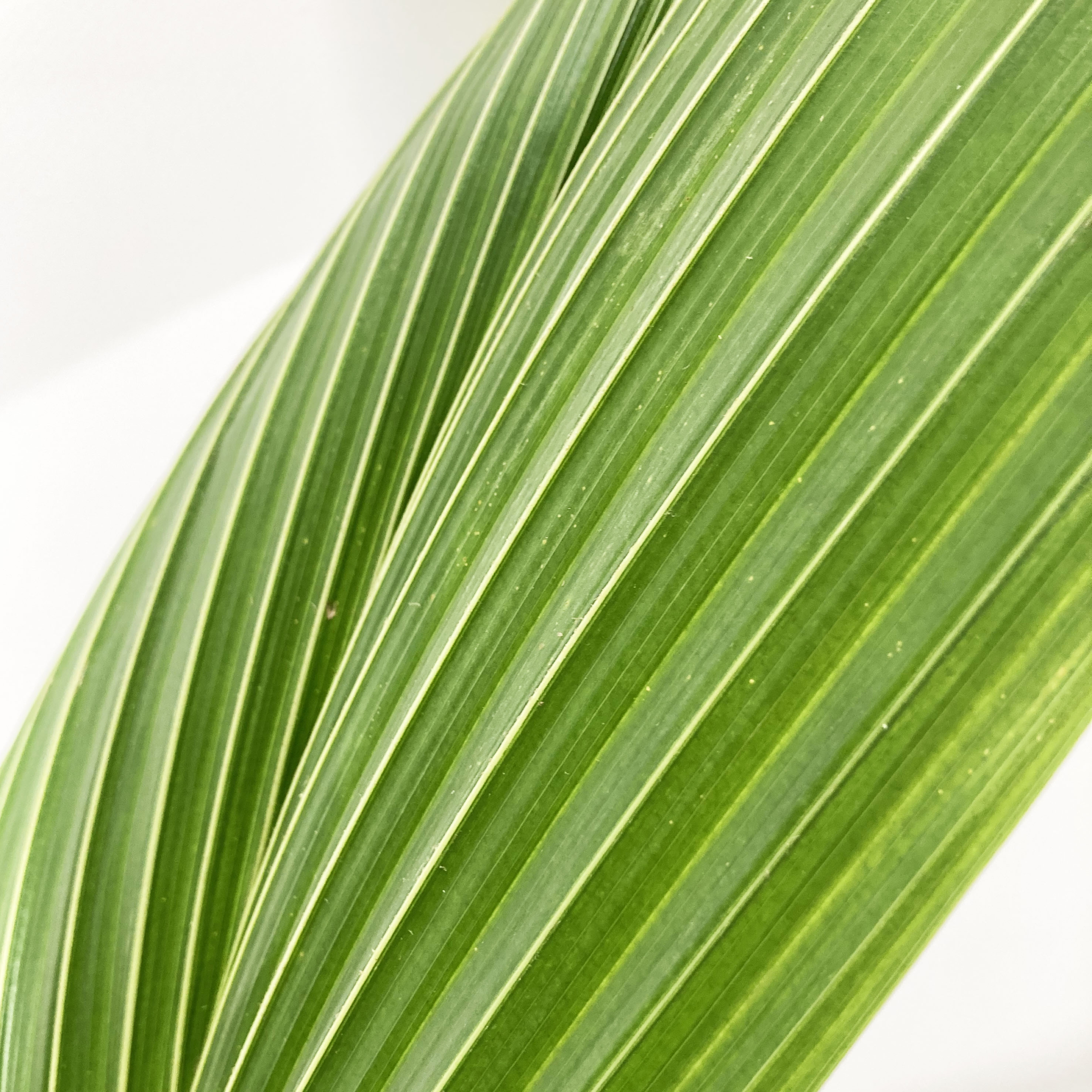 PTG-Cocos-Nucifera-v19-h140-150_part1