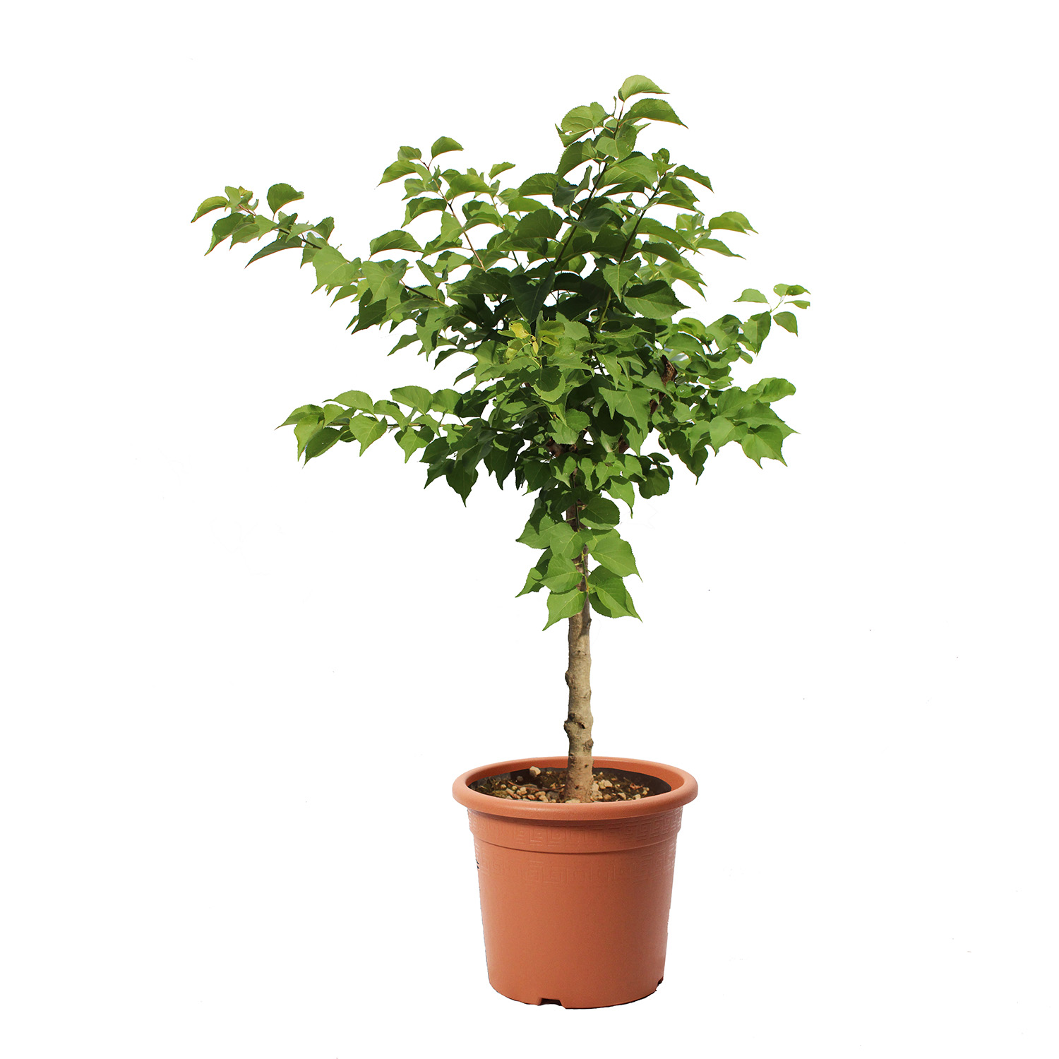 Albicocco Nano (2)