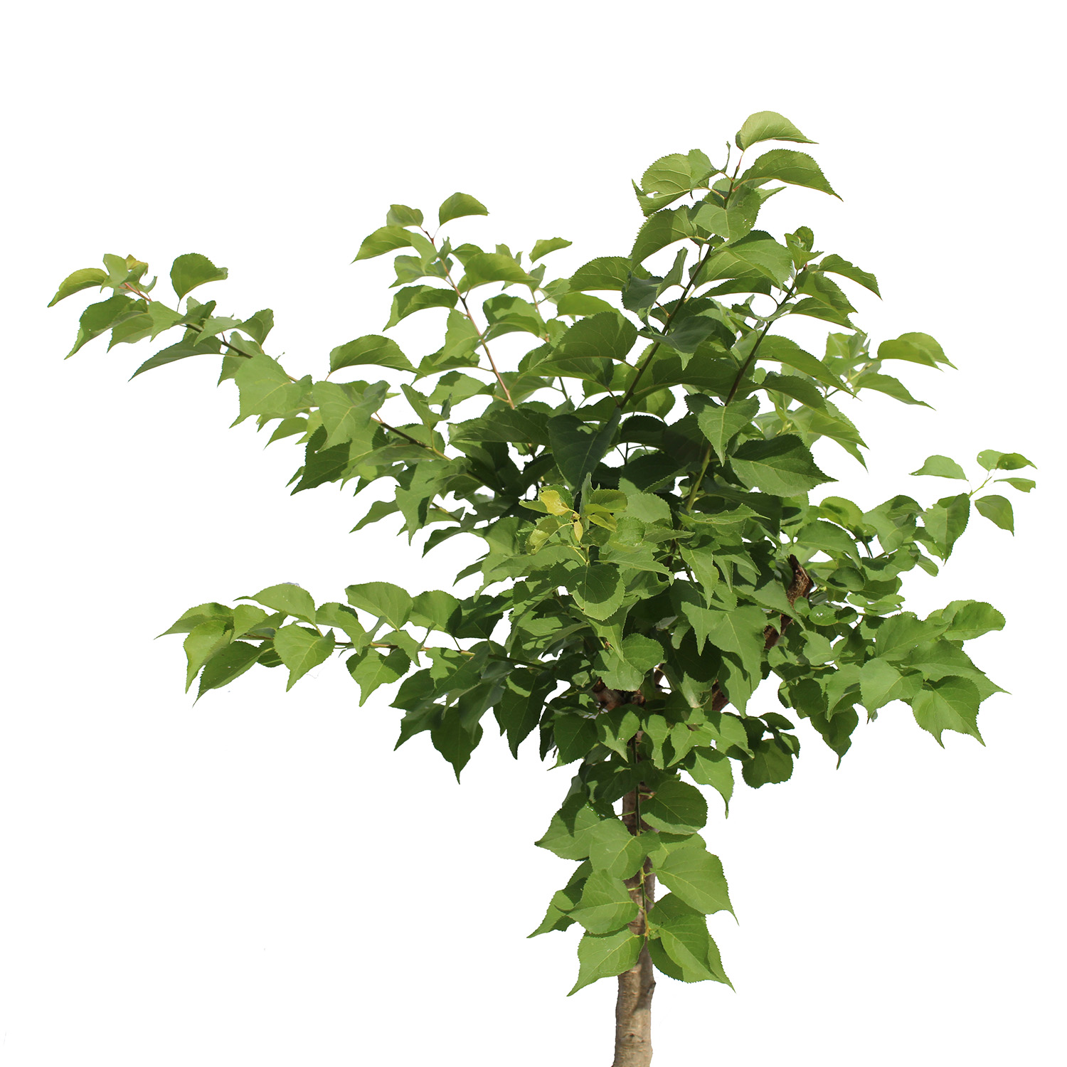 Albicocco Nano (3)