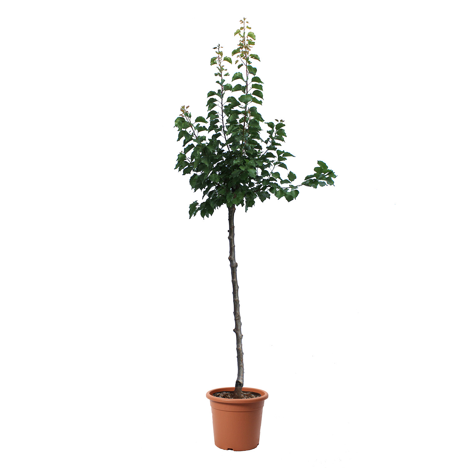 Albicocco vaso 28 (2)