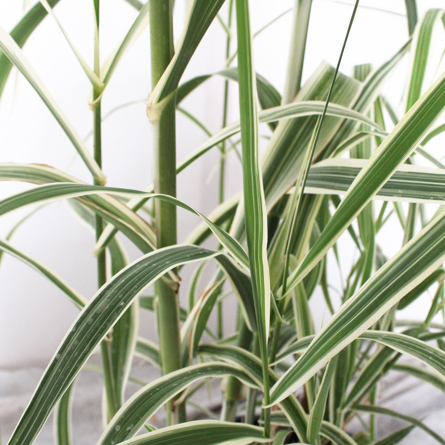 Arundo donax variegata (1)