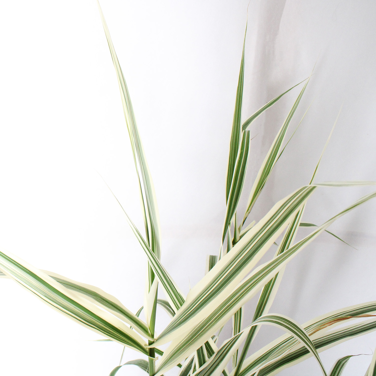 Arundo donax variegata (2)