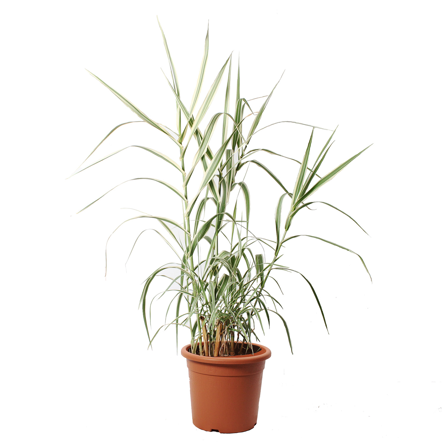 Arundo donax variegata (3)