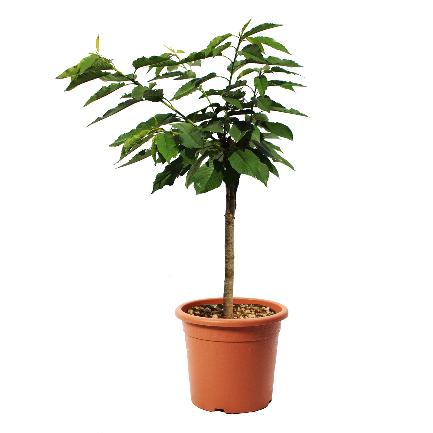 Ciliegio Garden Bing nano (2)